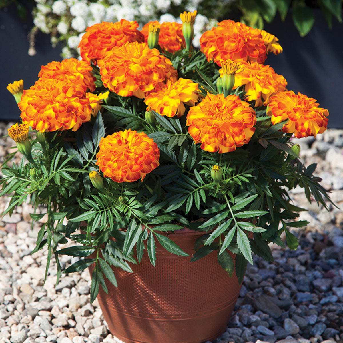 Marigold, Endurance™ Sunset Gold Hybrid