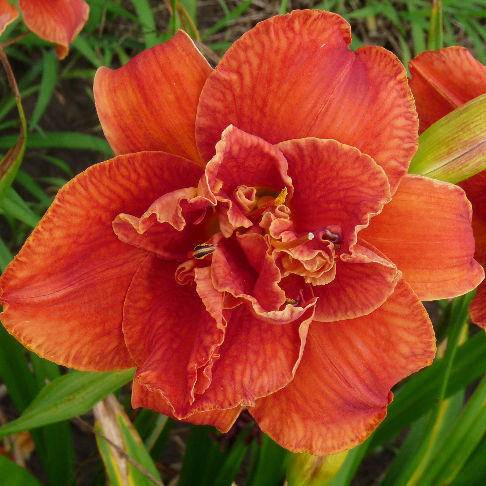 Daylily, Moses' Fire