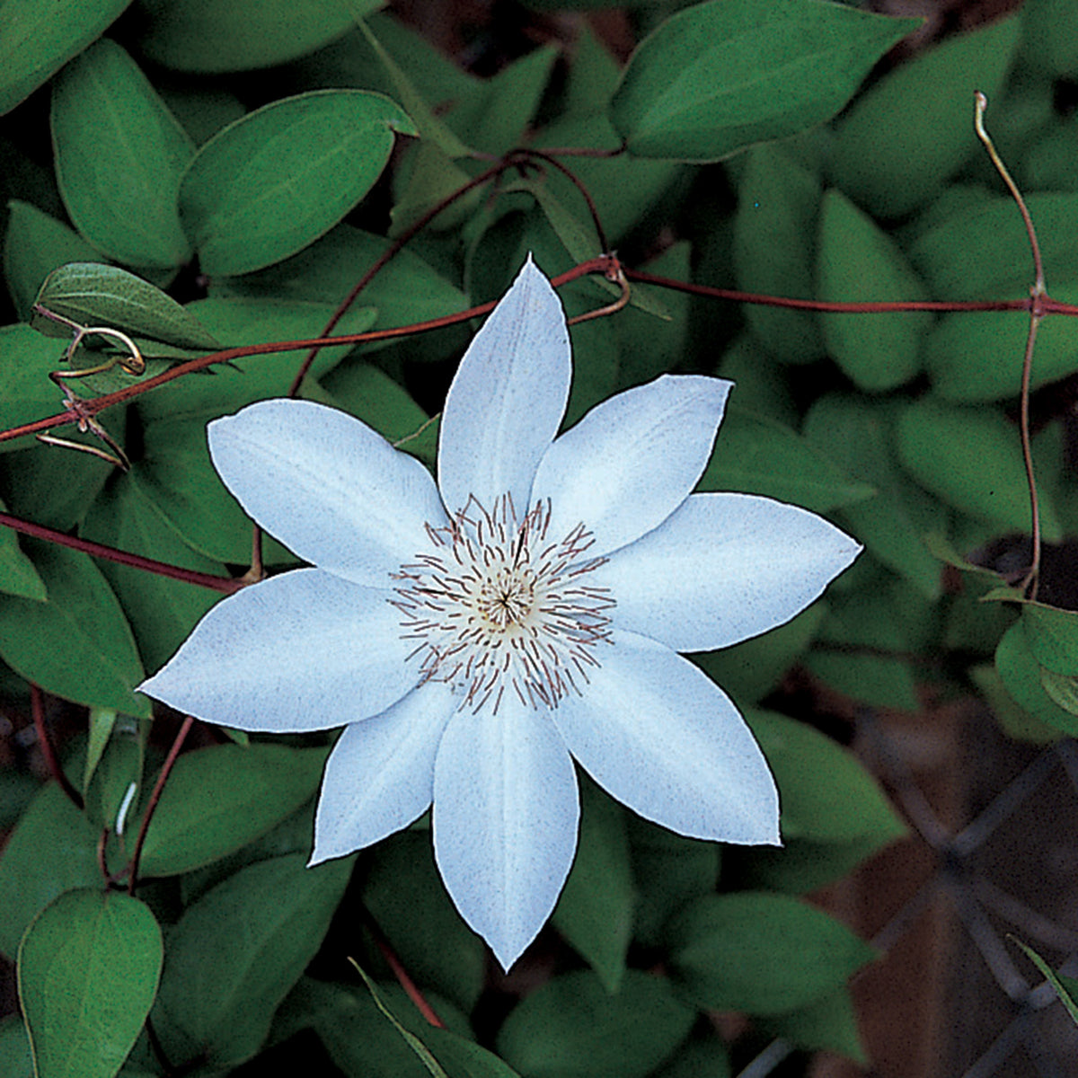 Clematis, Henryi