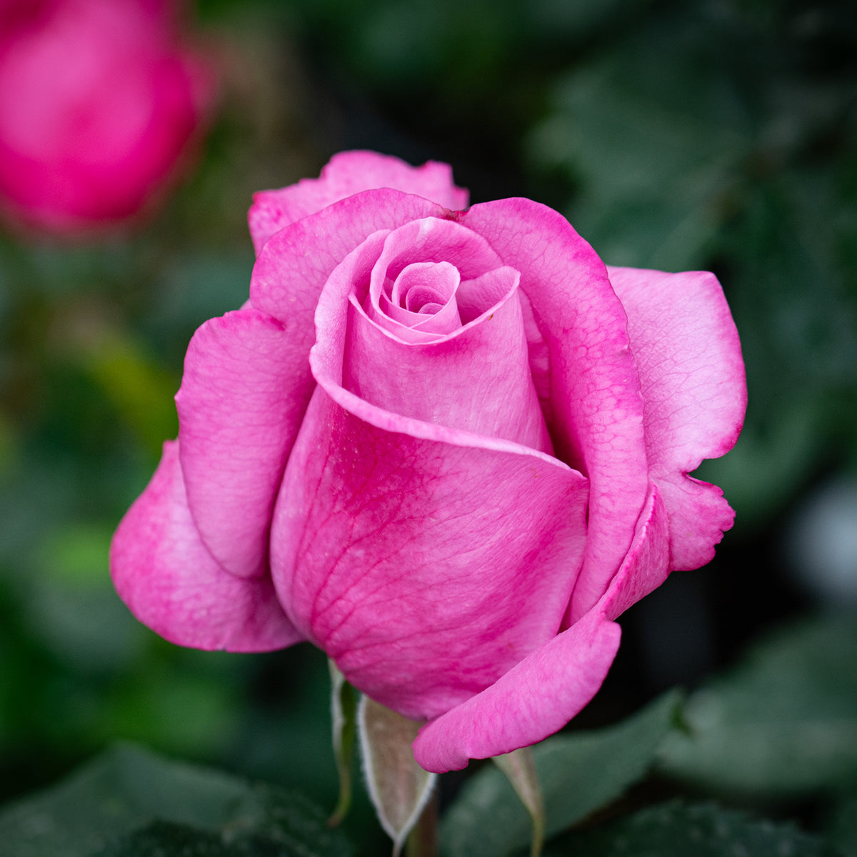 Rose, Grandiflora, Fragrant Plum.