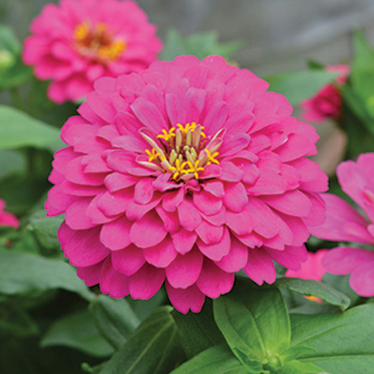 Zinnia, Holi™ Pink Hybrid