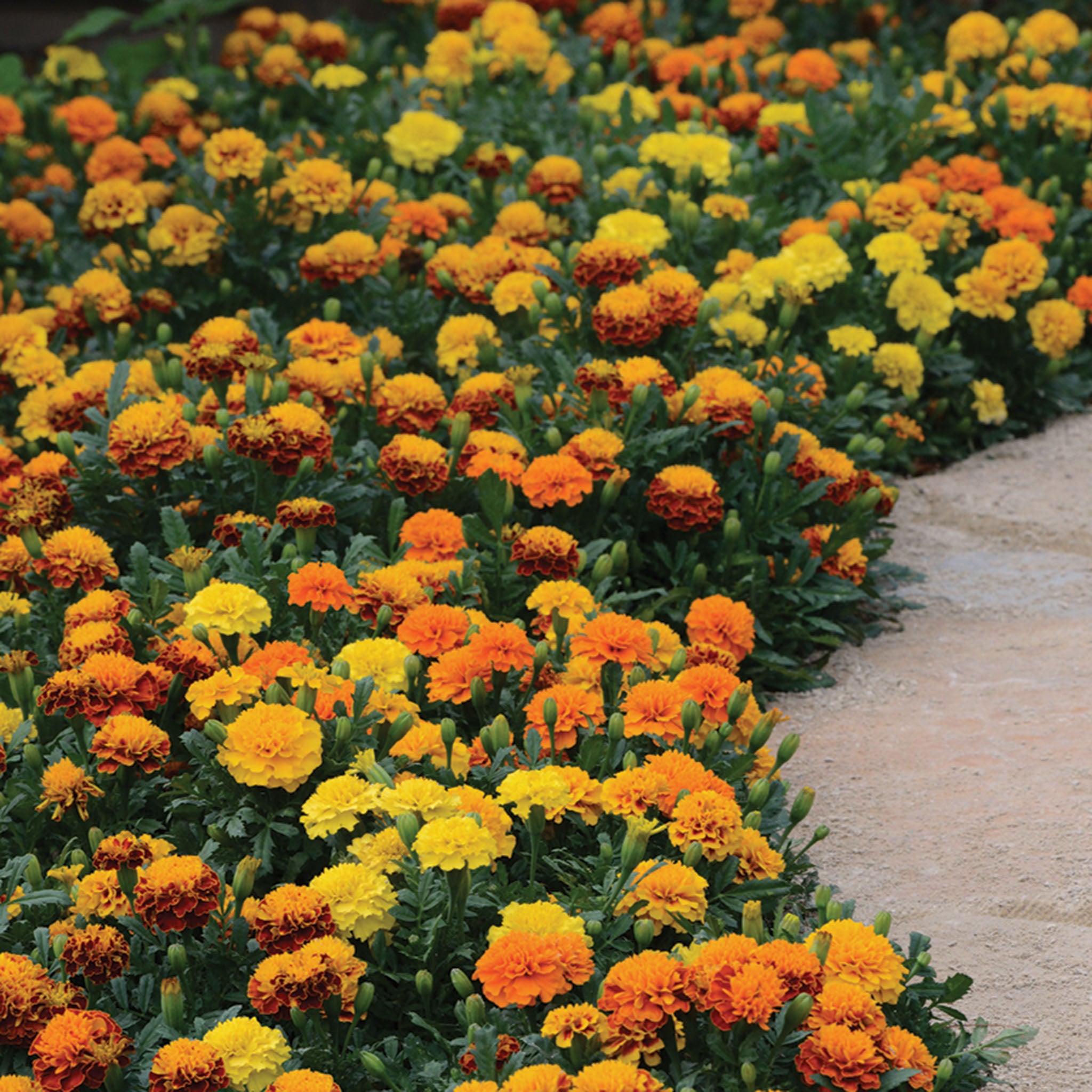 Marigold, Hot Pak™ Mix