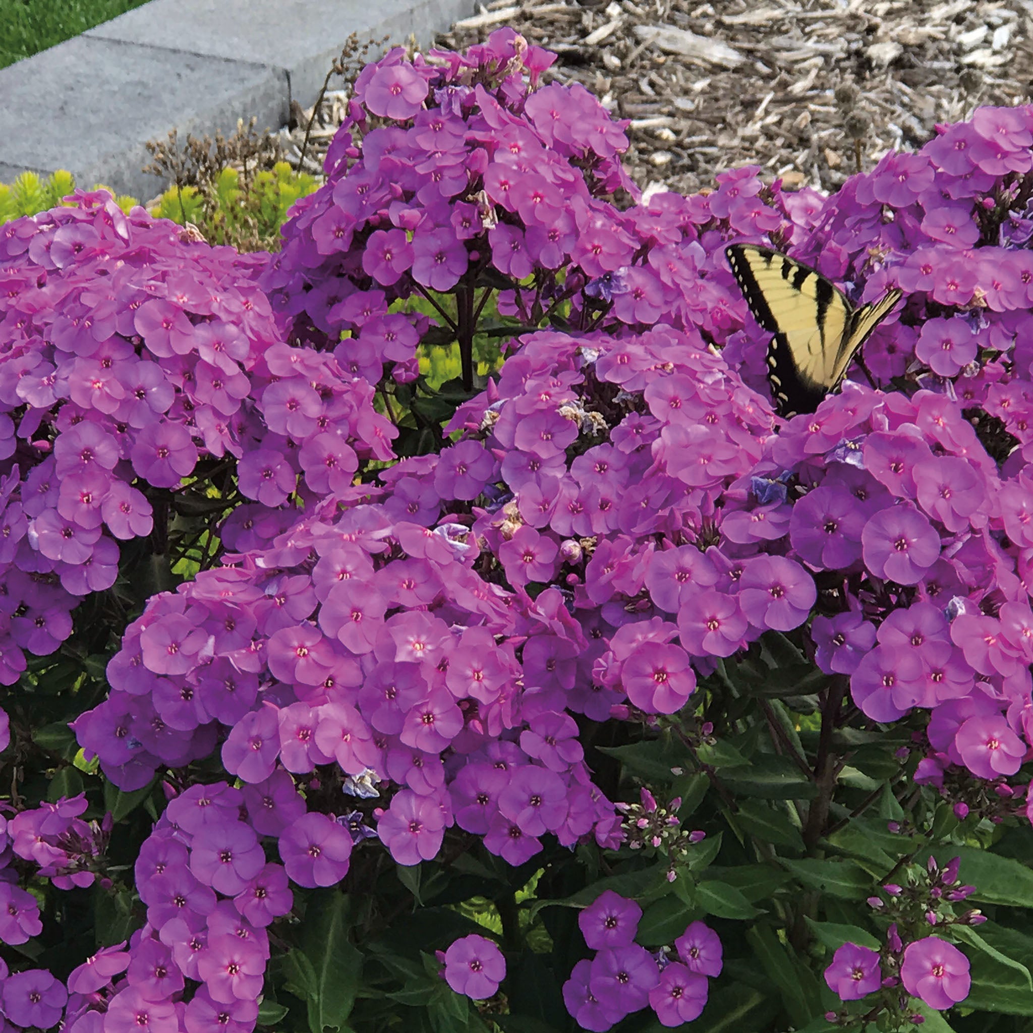 Phlox, Hardy Garden, Super Ka-Pow™ Lavender