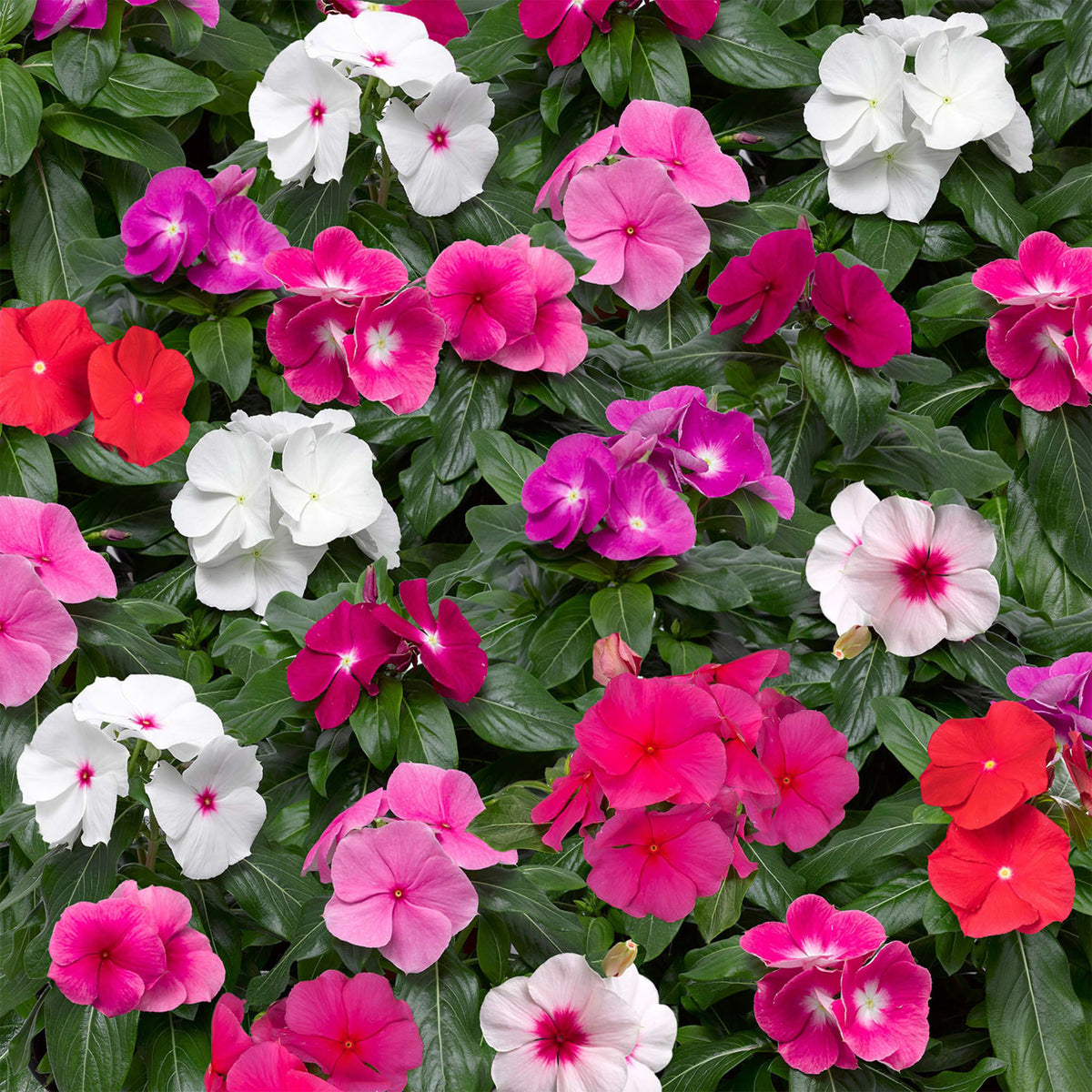 Vinca, Cora® XDR Mix Hybrid