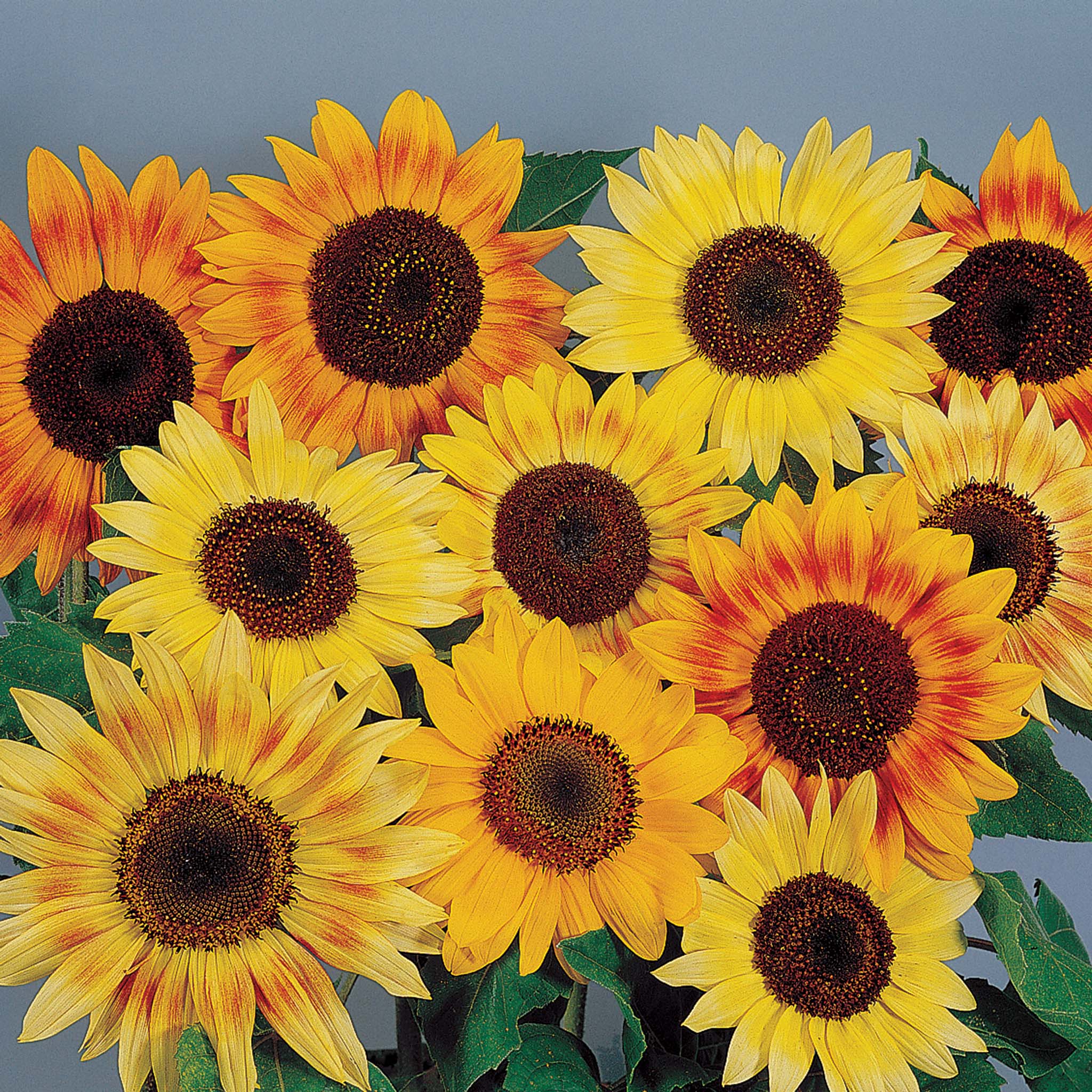 Sunflower Seeds – Jung Seed Company