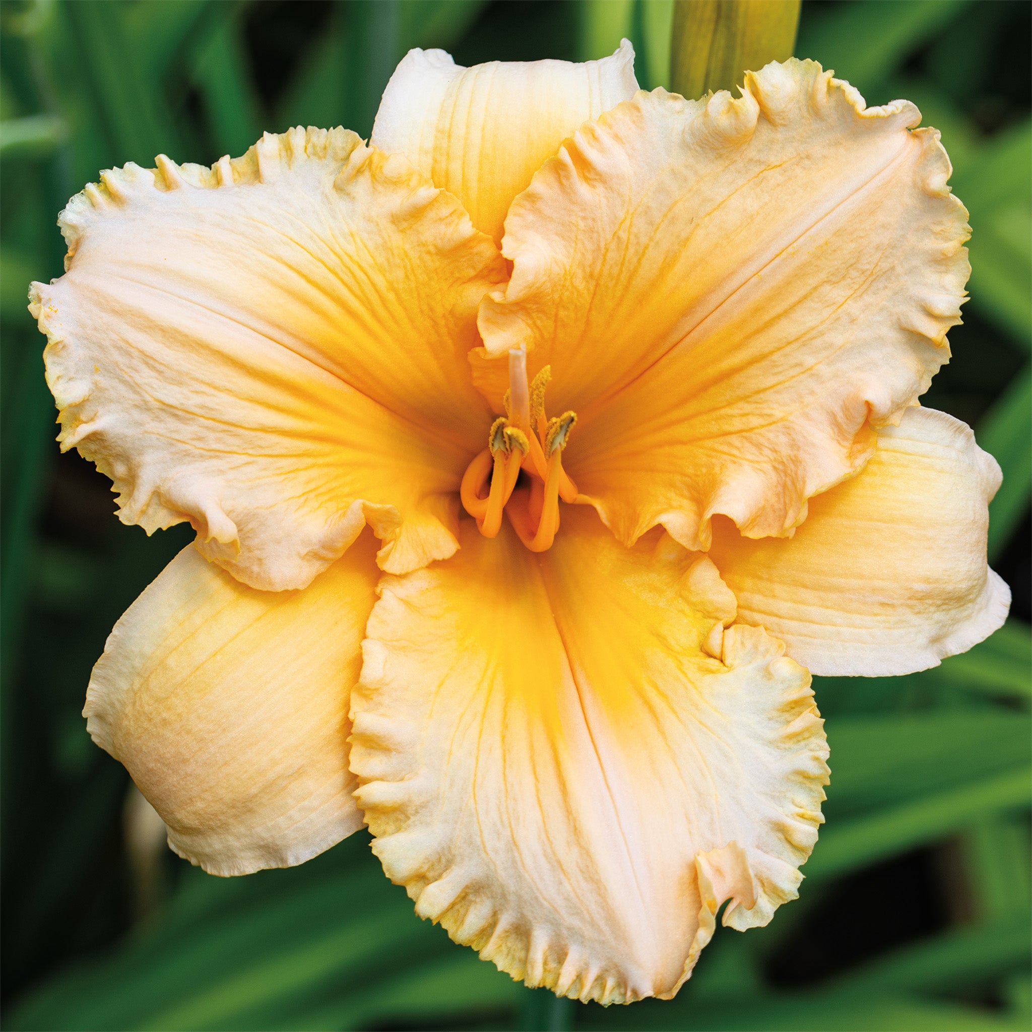 Daylily, Artist Etching