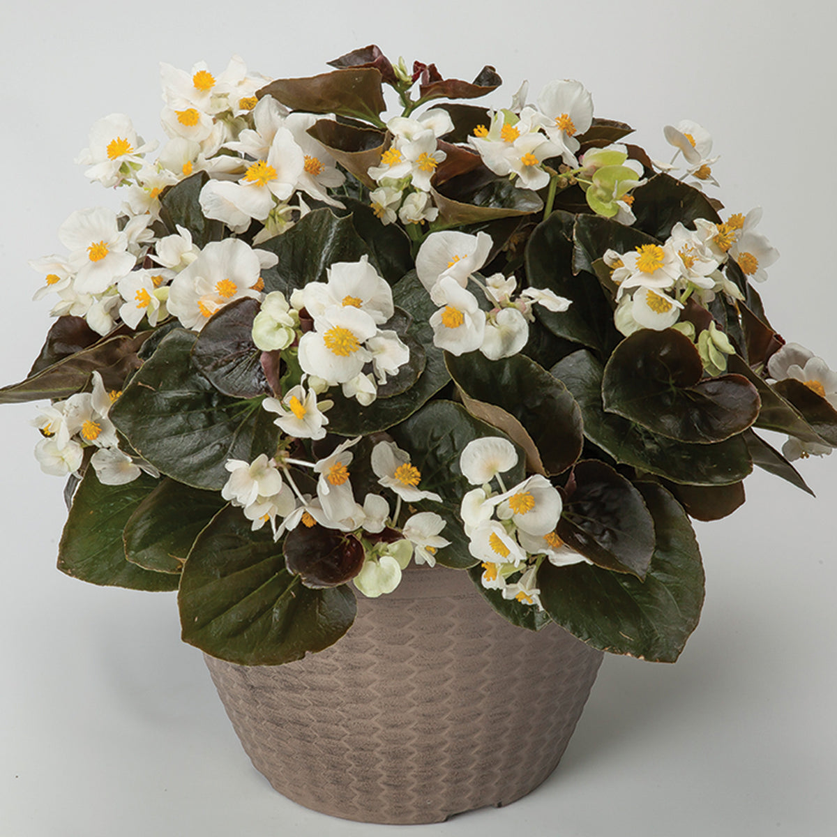 Begonia, Bowler™ Bronze Leaf White Hybrid
