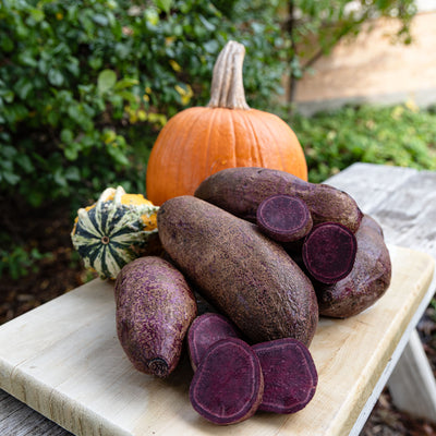Sweet Potato, Purple Majesty