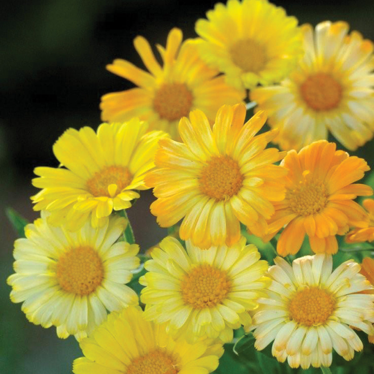 Calendula, Lemonade