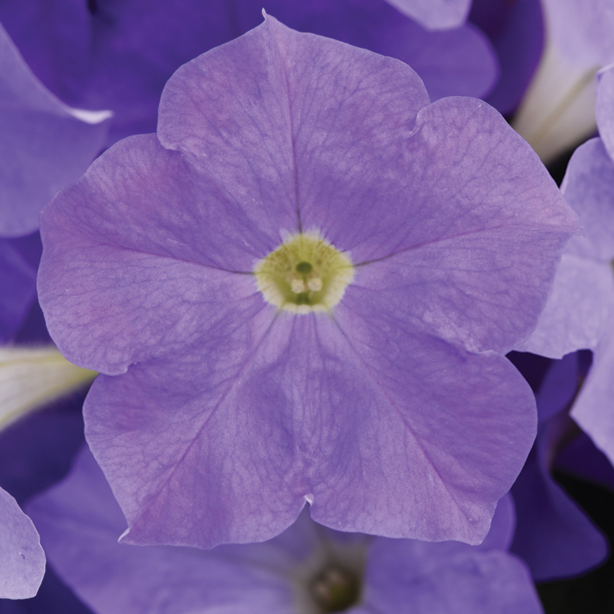 Petunia, E3 Easy Wave® Sky Blue Hybrid