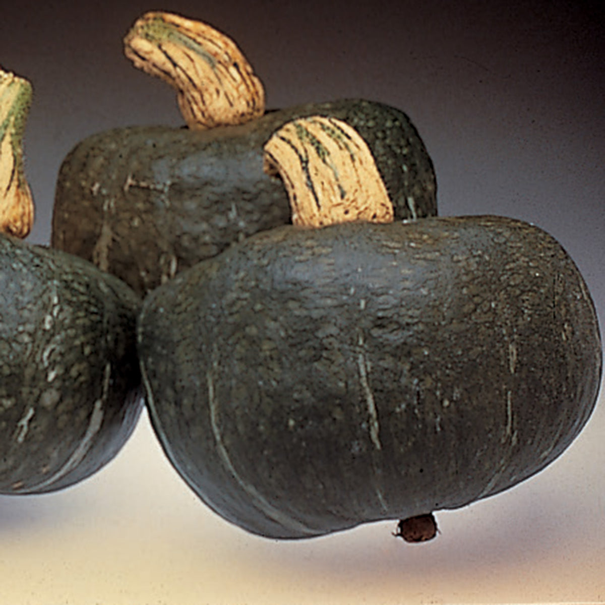 Squash, Winter, Autumn Cup Hybrid