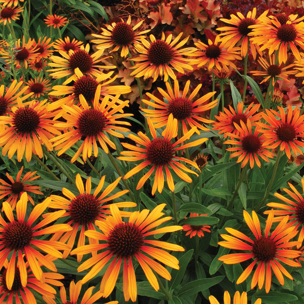 Echinacea, Prairie Pillars™ Flame Thrower