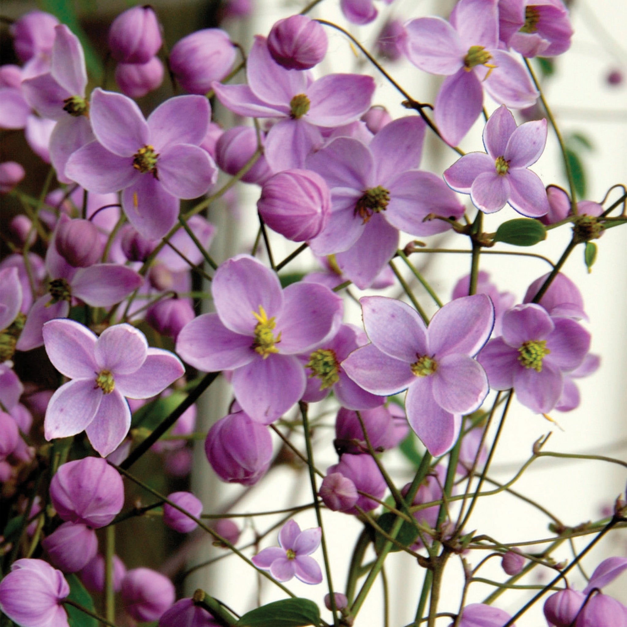Thalictrum, Splendide