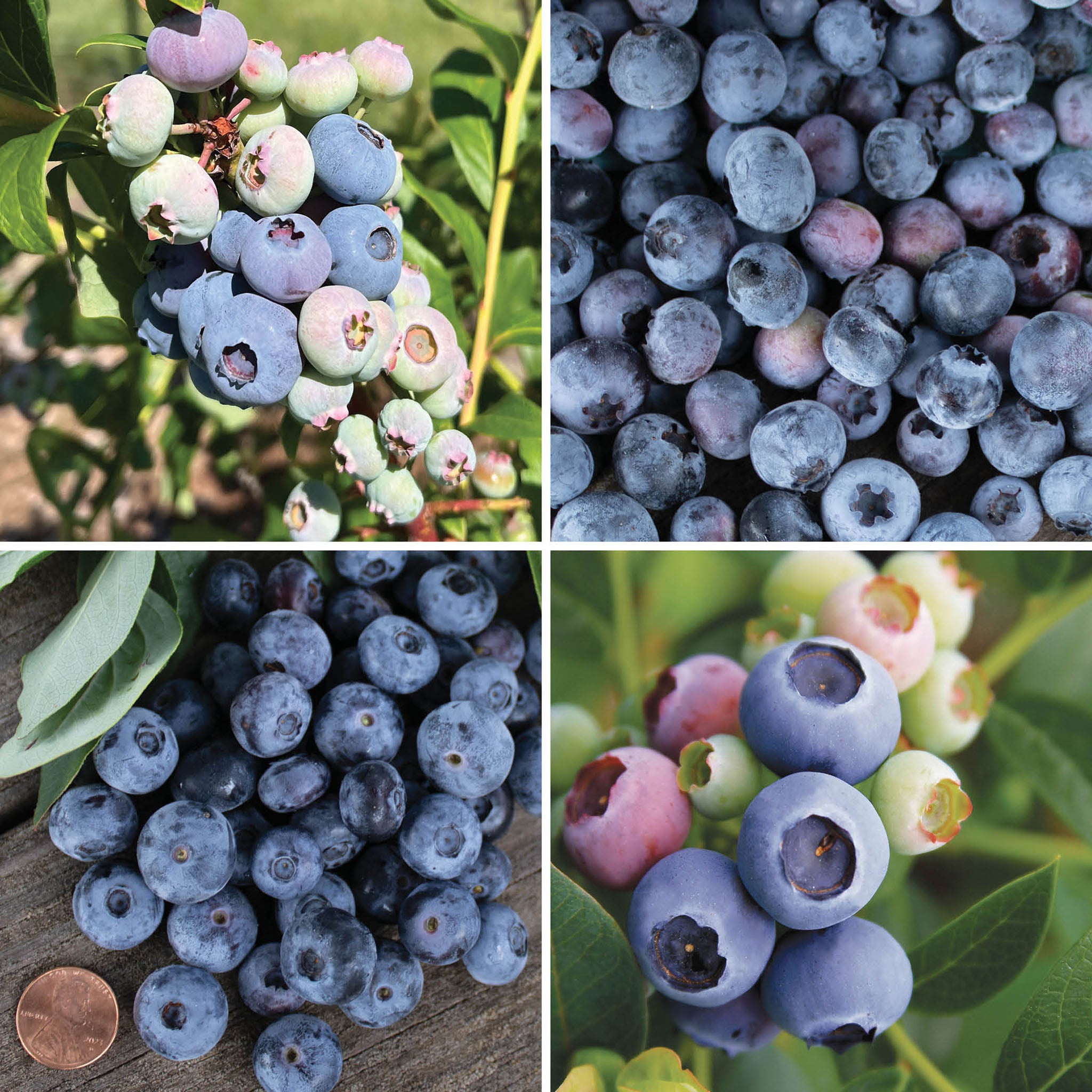 Northern Blueberry Offer #1