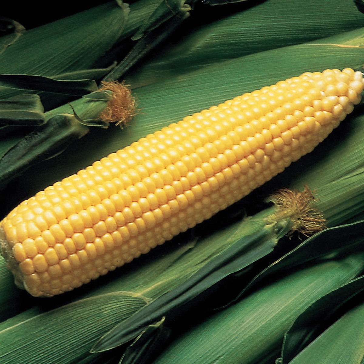 Sweet Corn, Super Sweet Jubilee Plus Yellow Hybrid, Treated