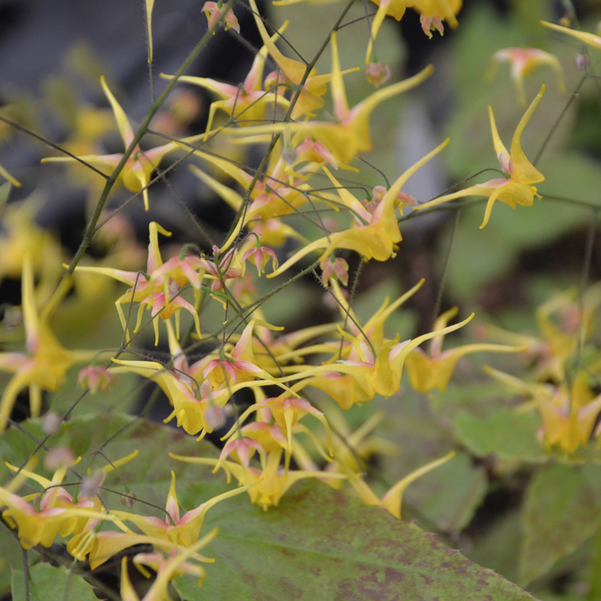 Epimedium, Songbirds