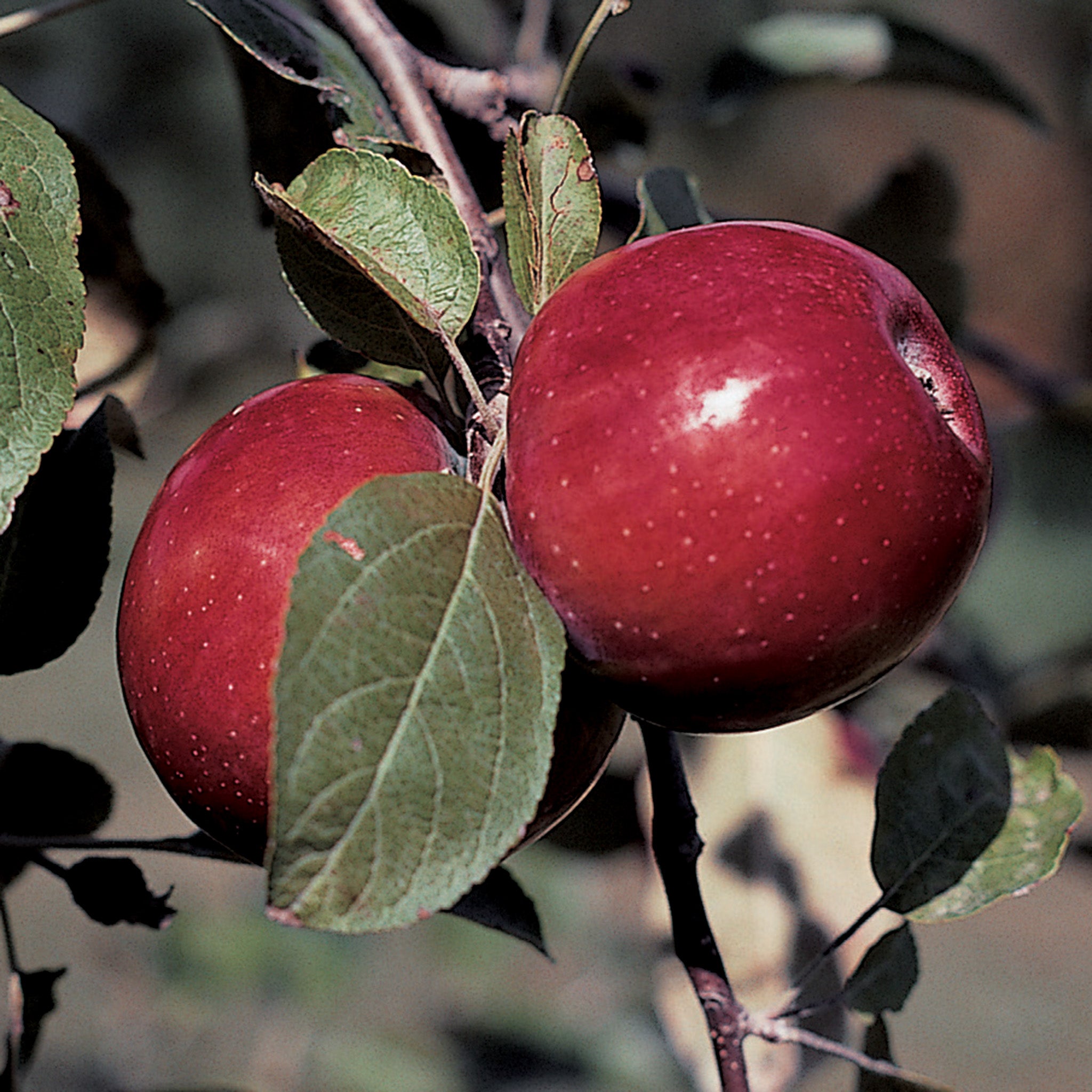 Apple, Dwarf, RubyMac® McIntosh