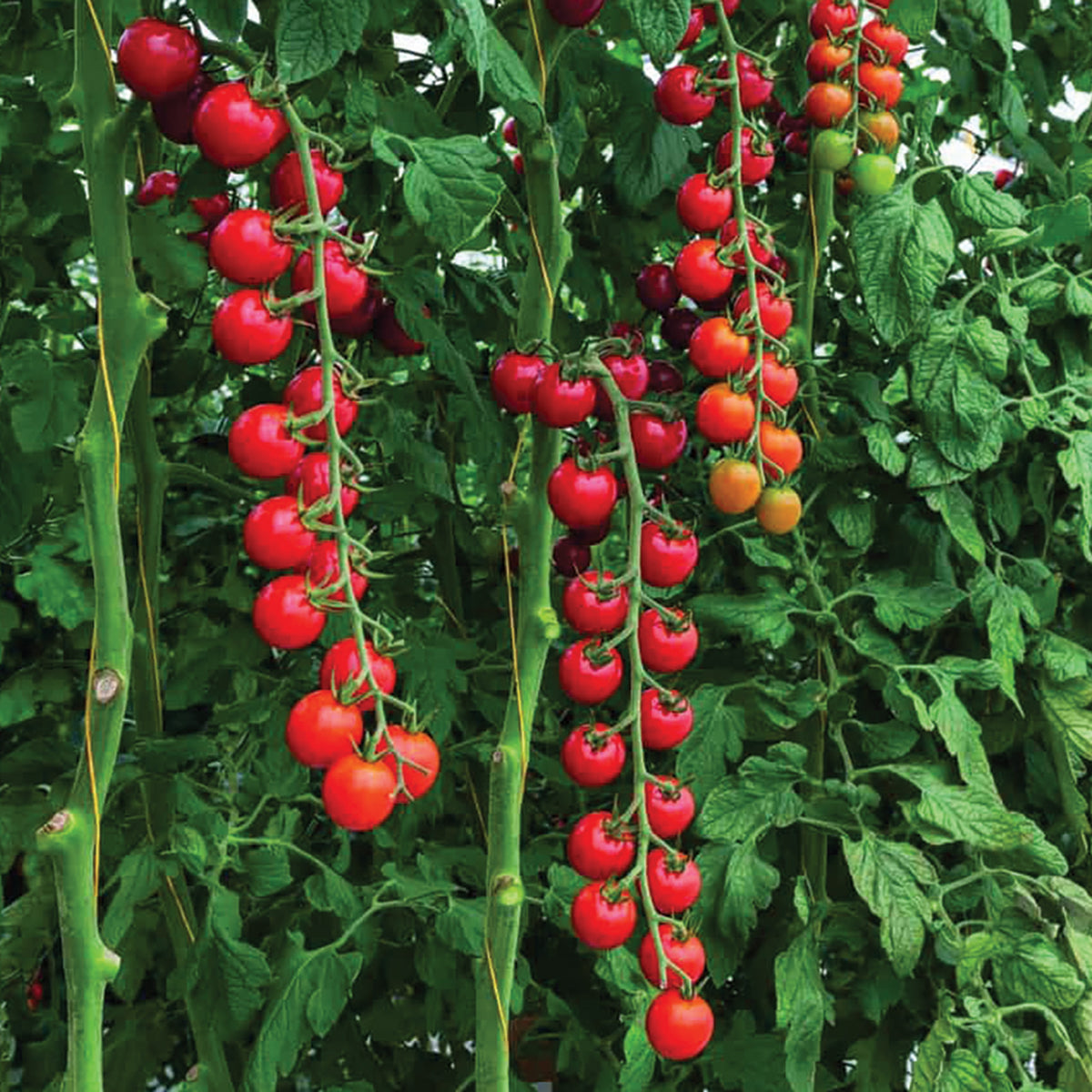 Tomato, Tonatico Hybrid