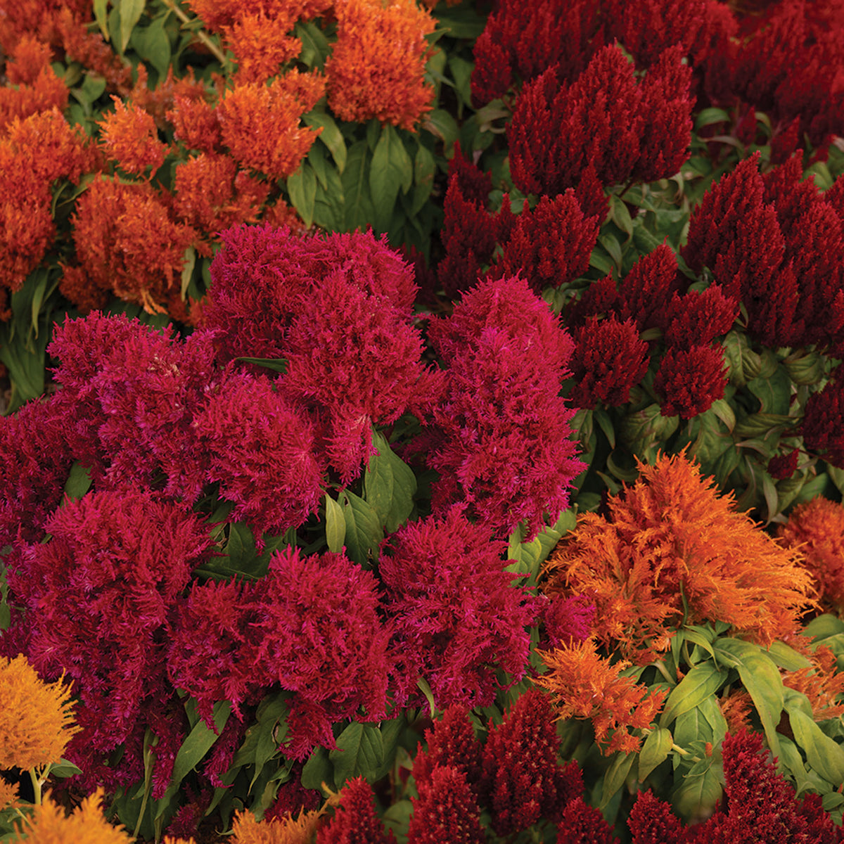Celosia, Flamma Mix