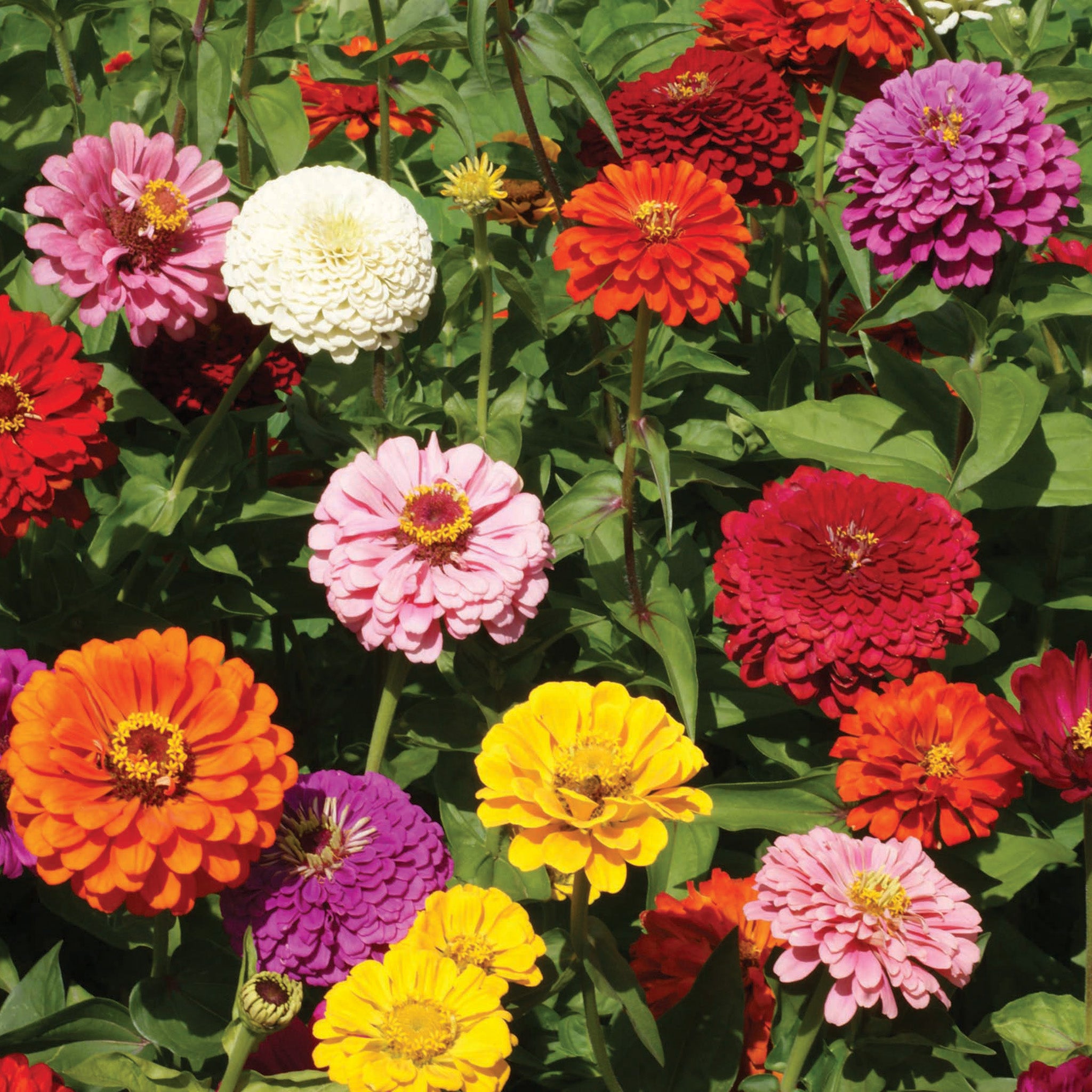 Zinnia, Giant Dahlia-Flowered Mix