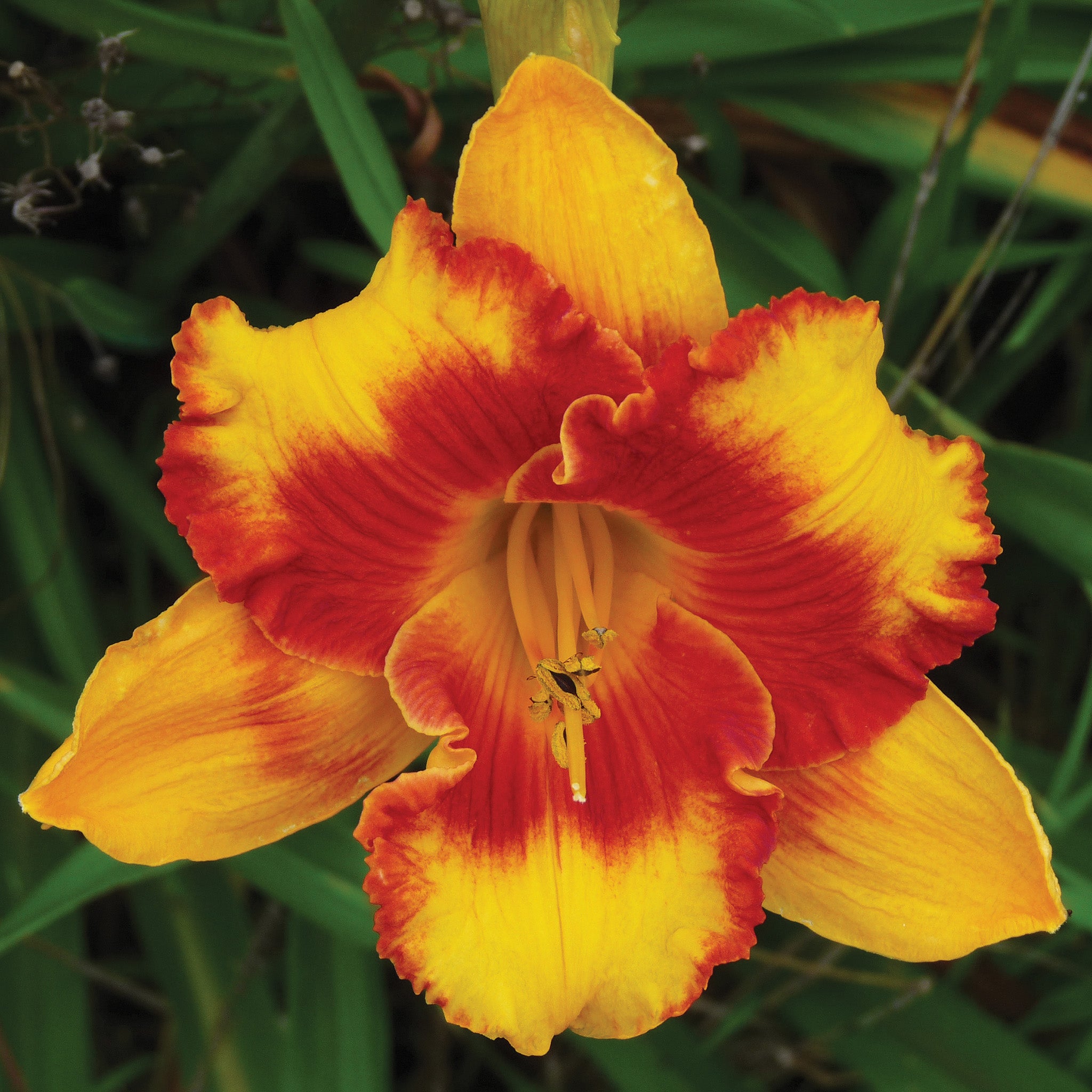 Daylily, Adorable Tiger