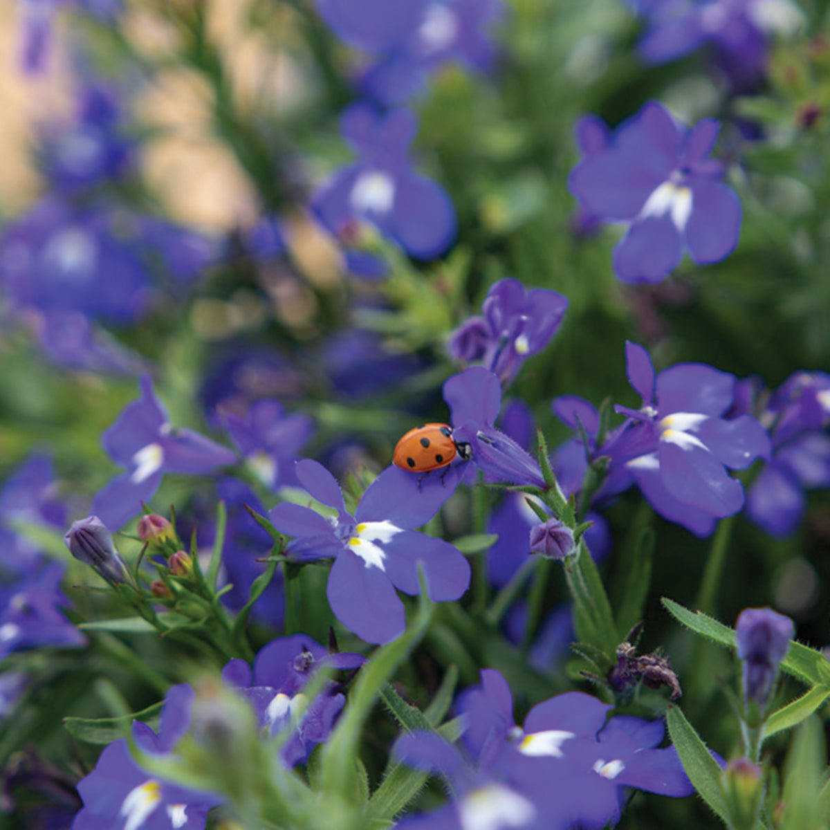 Lobelia, Masterpiece Blue with Eye Hybrid