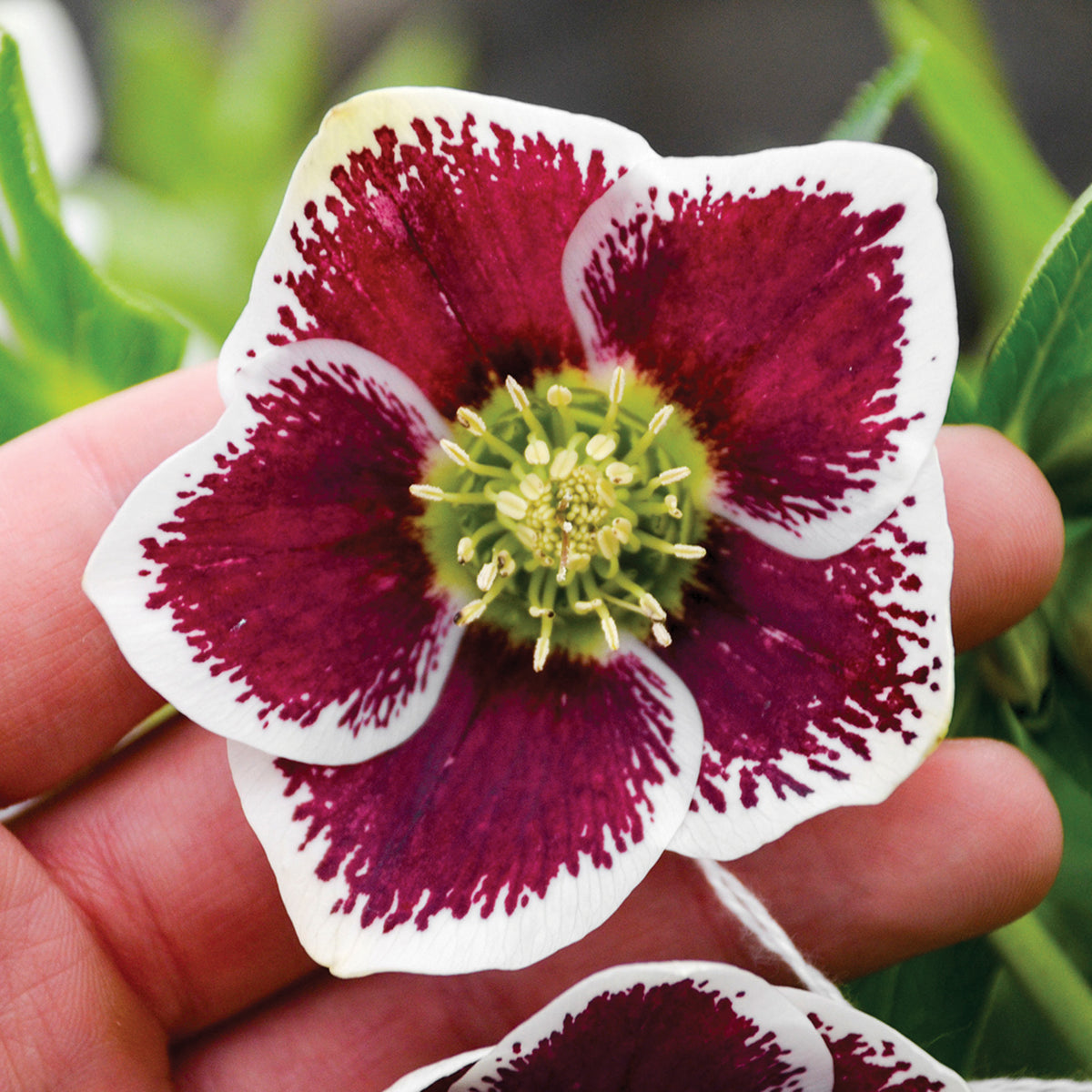 Helleborus, Honeymoon® Romantic Getaway