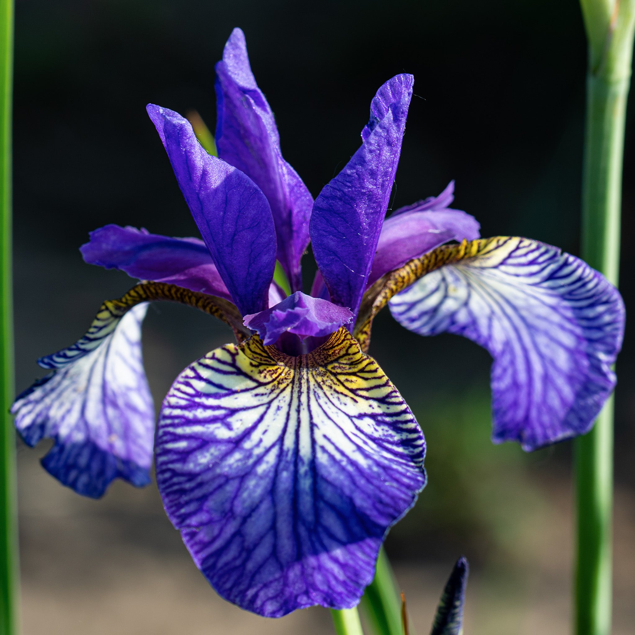 Iris, Siberian, Shaker's Prayer