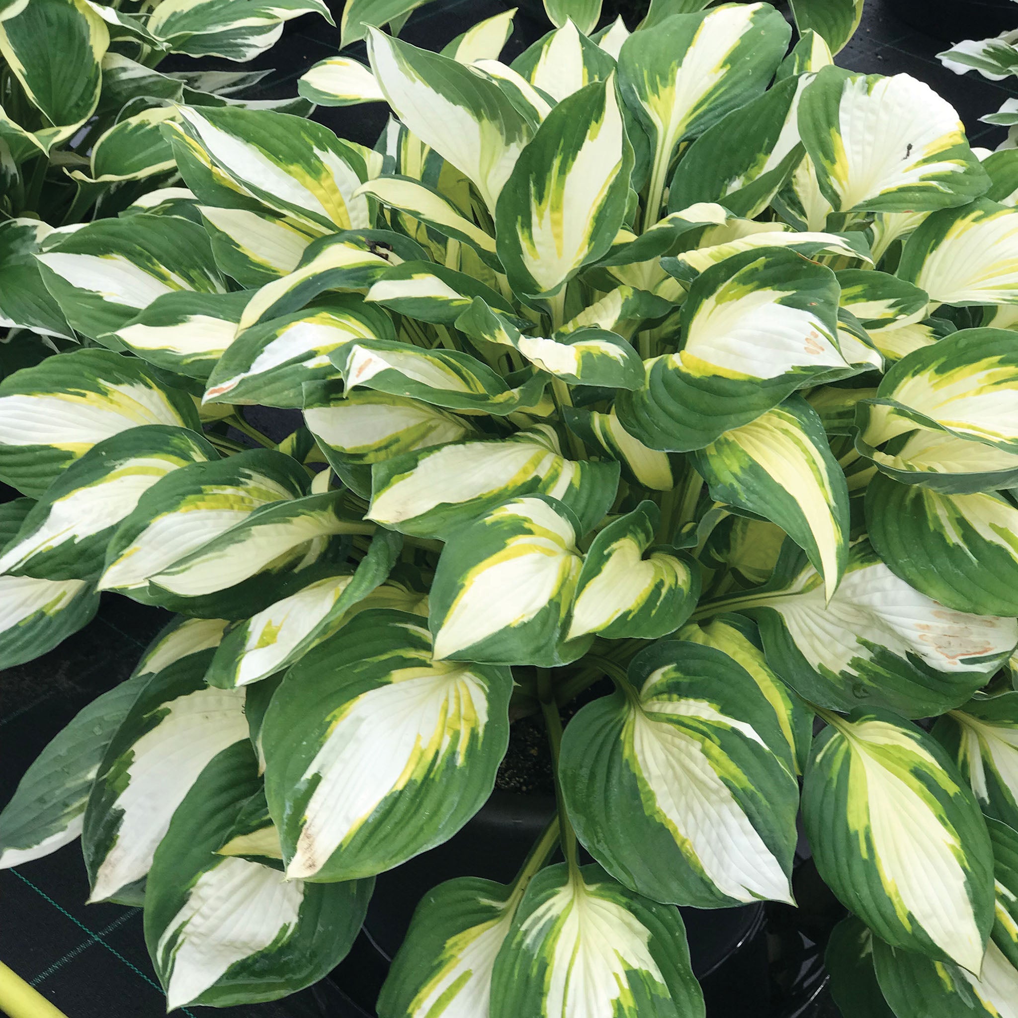 Hosta, Color Festival