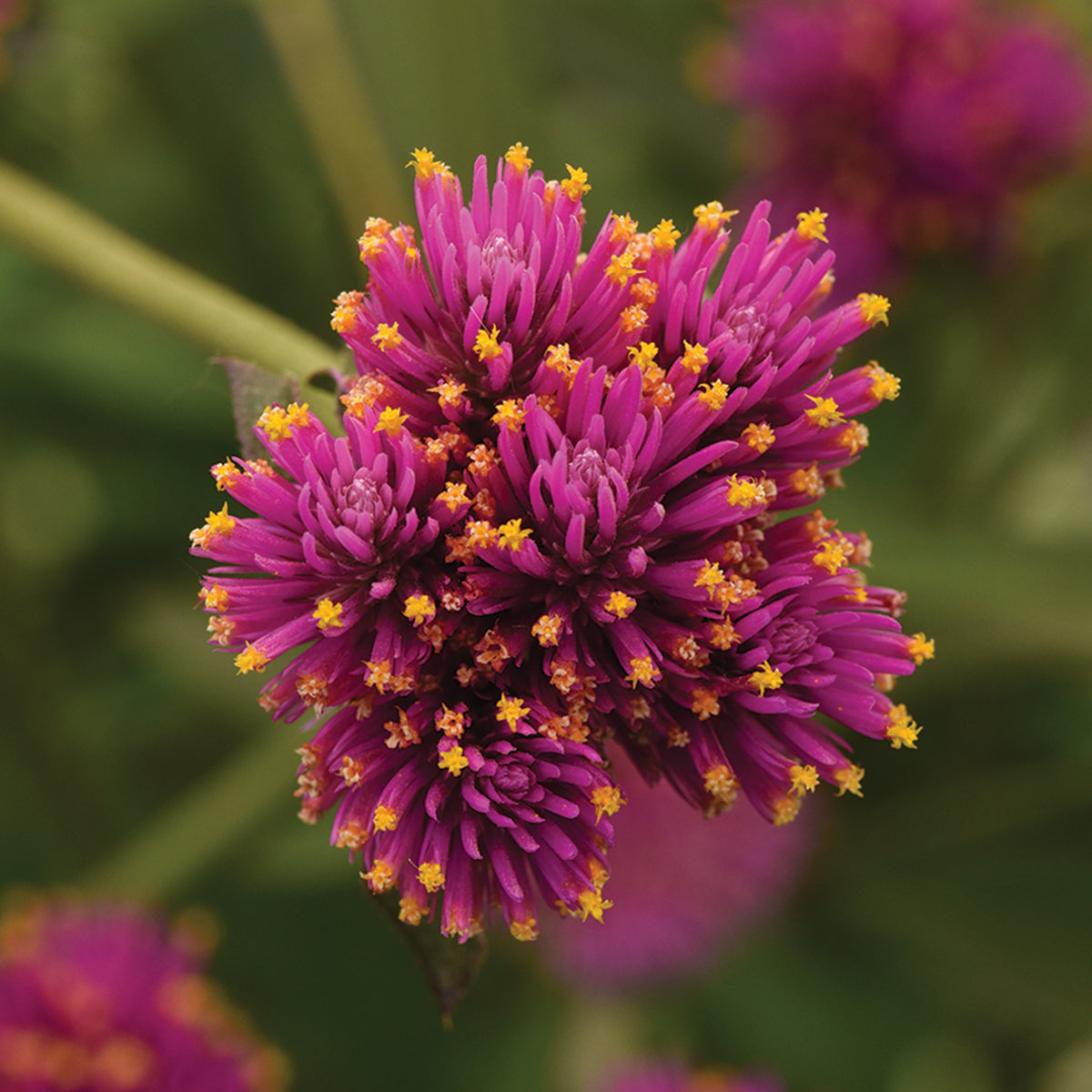 Gomphrena, Fireworks