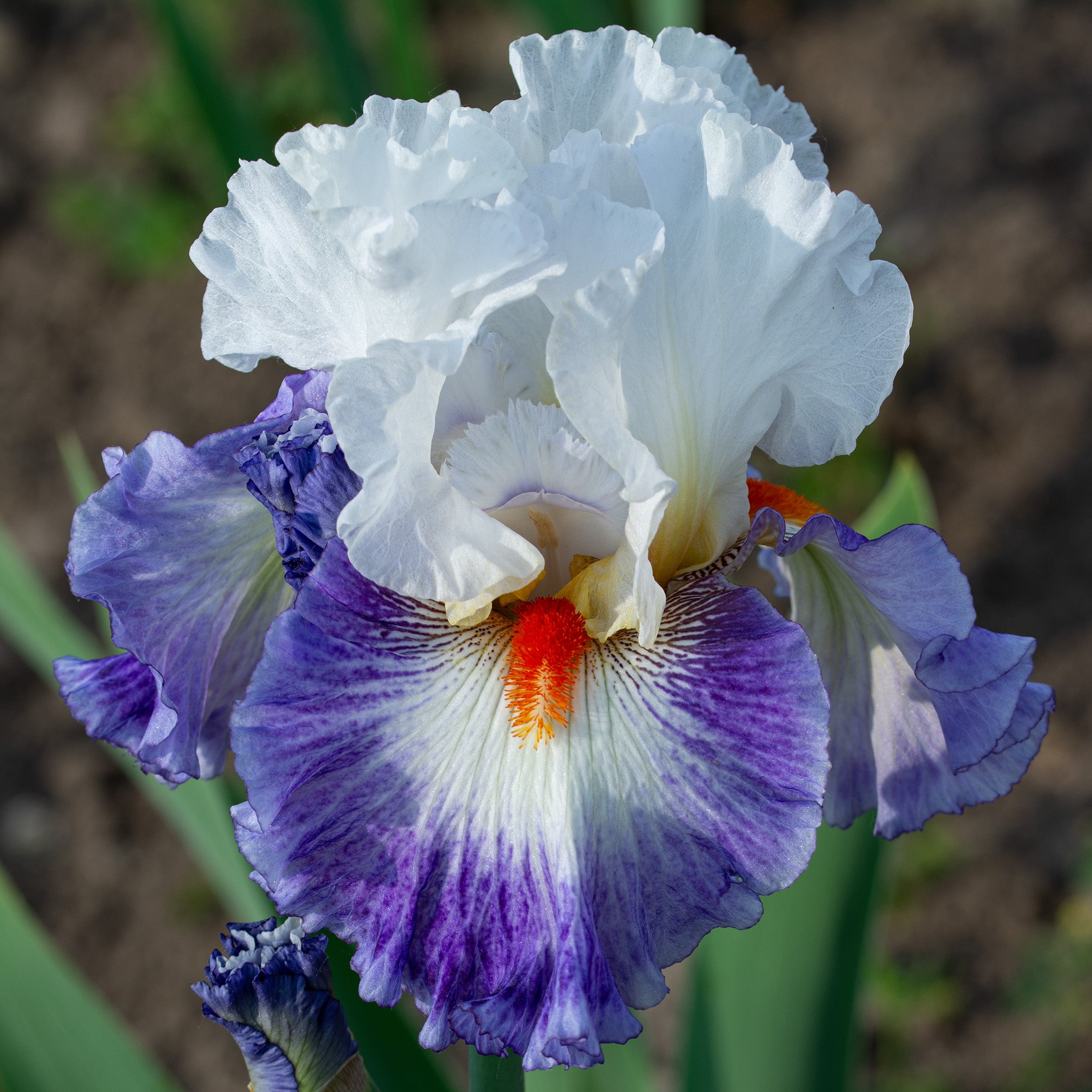 Iris, Bearded, Gypsy Lord