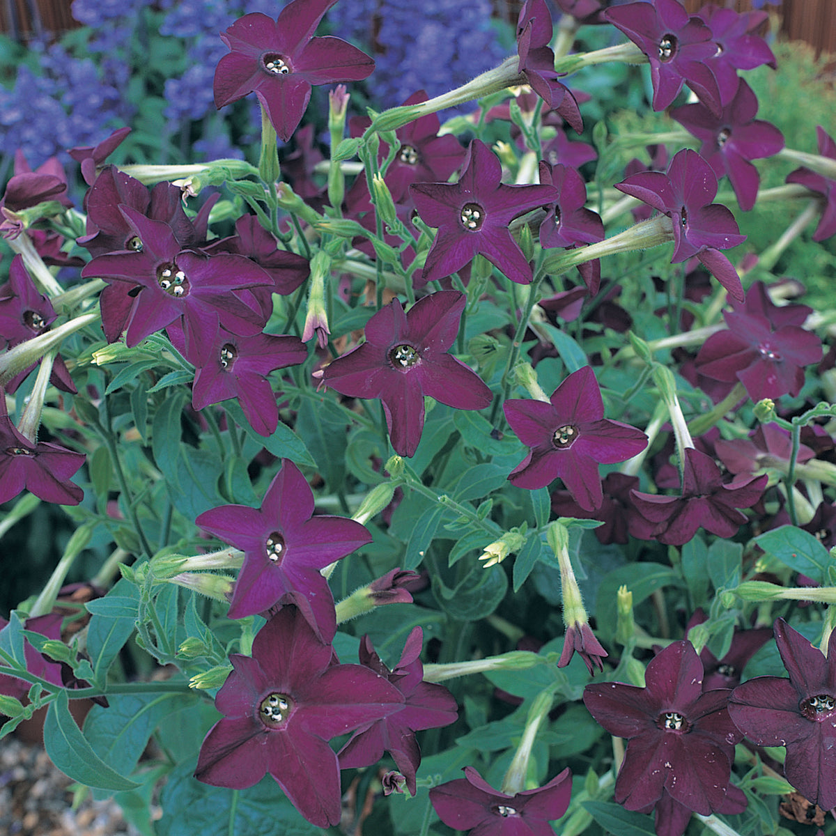 Nicotiana, Perfume™ Deep Purple Hybrid