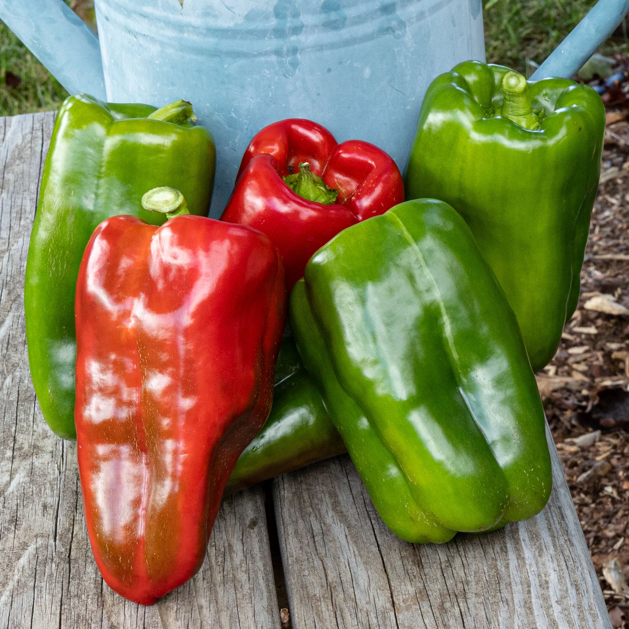 Pepper, Sweet, Big Bertha Hybrid