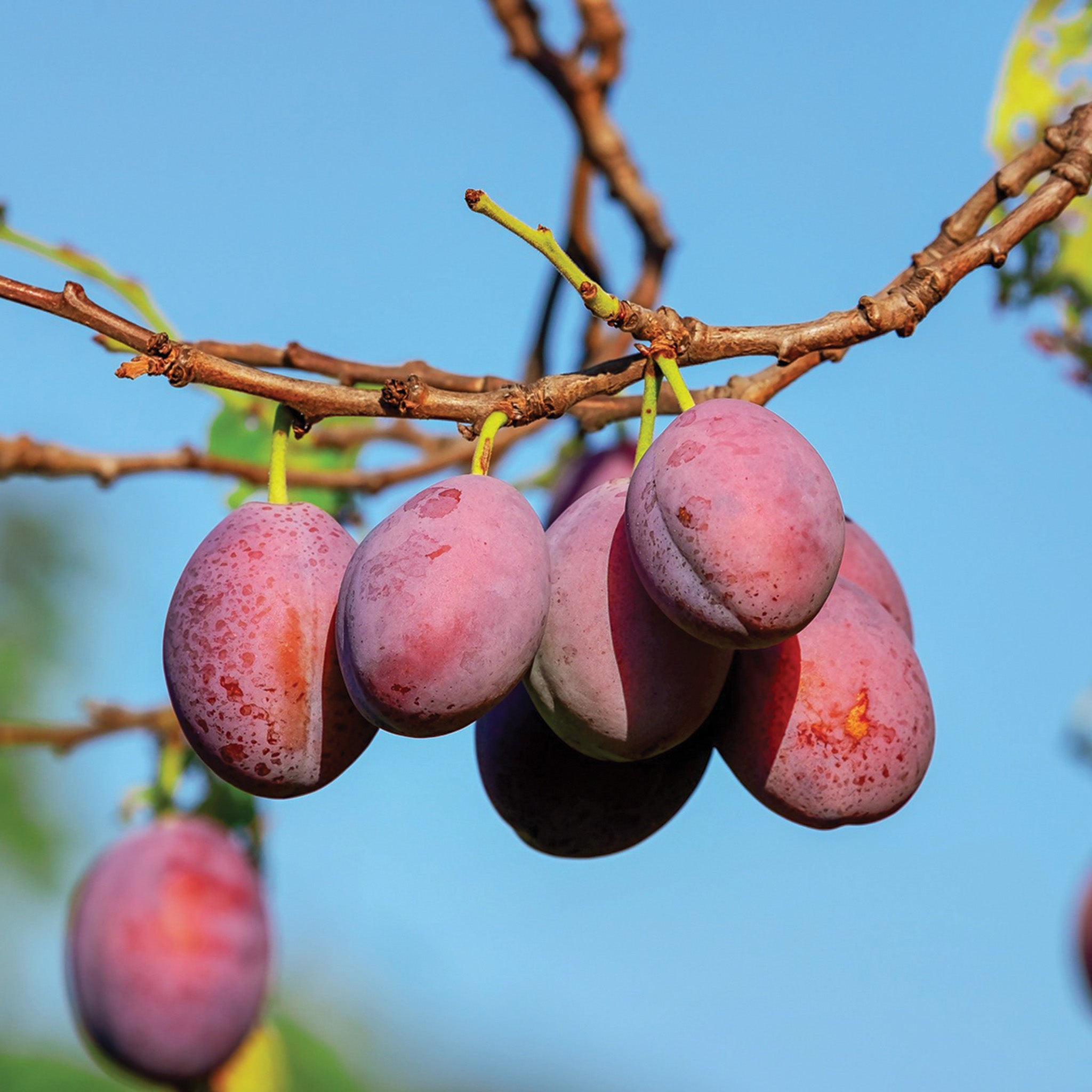 Plum, Waneta