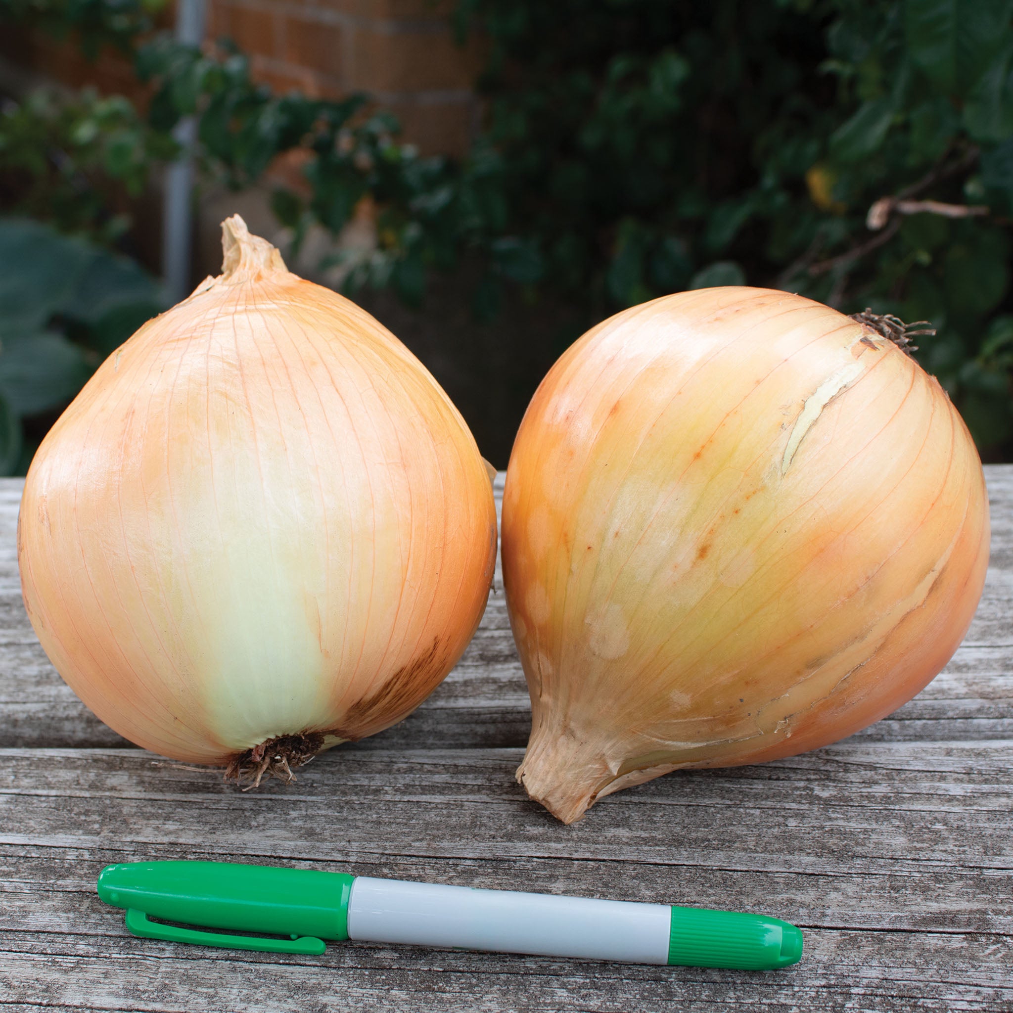 Onion, Walla Walla