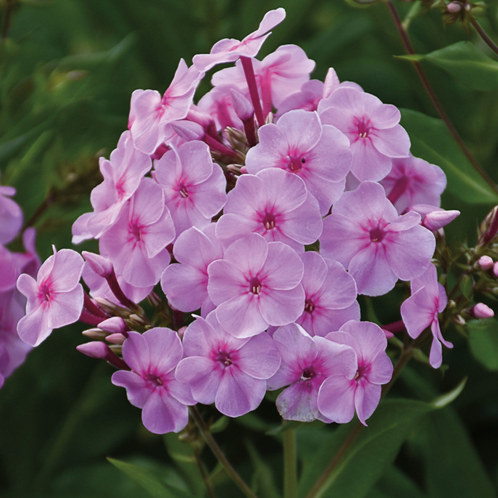 Phlox, Hardy Garden, Garden Girls™ Uptown Girl