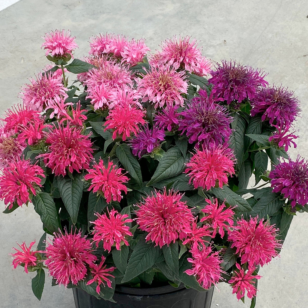 Monarda, Balmy Tricolor