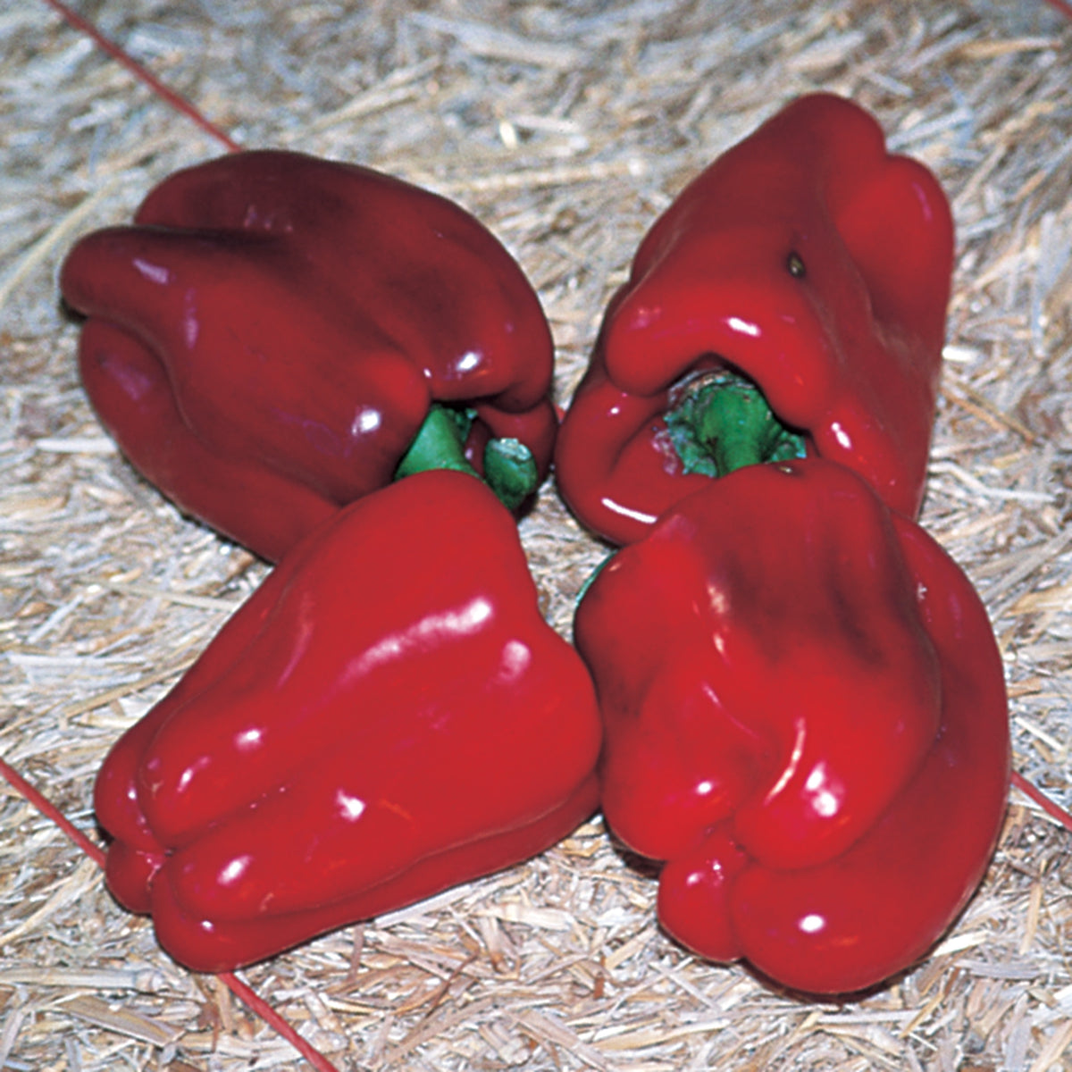 Pepper, Sweet, Chinese Giant