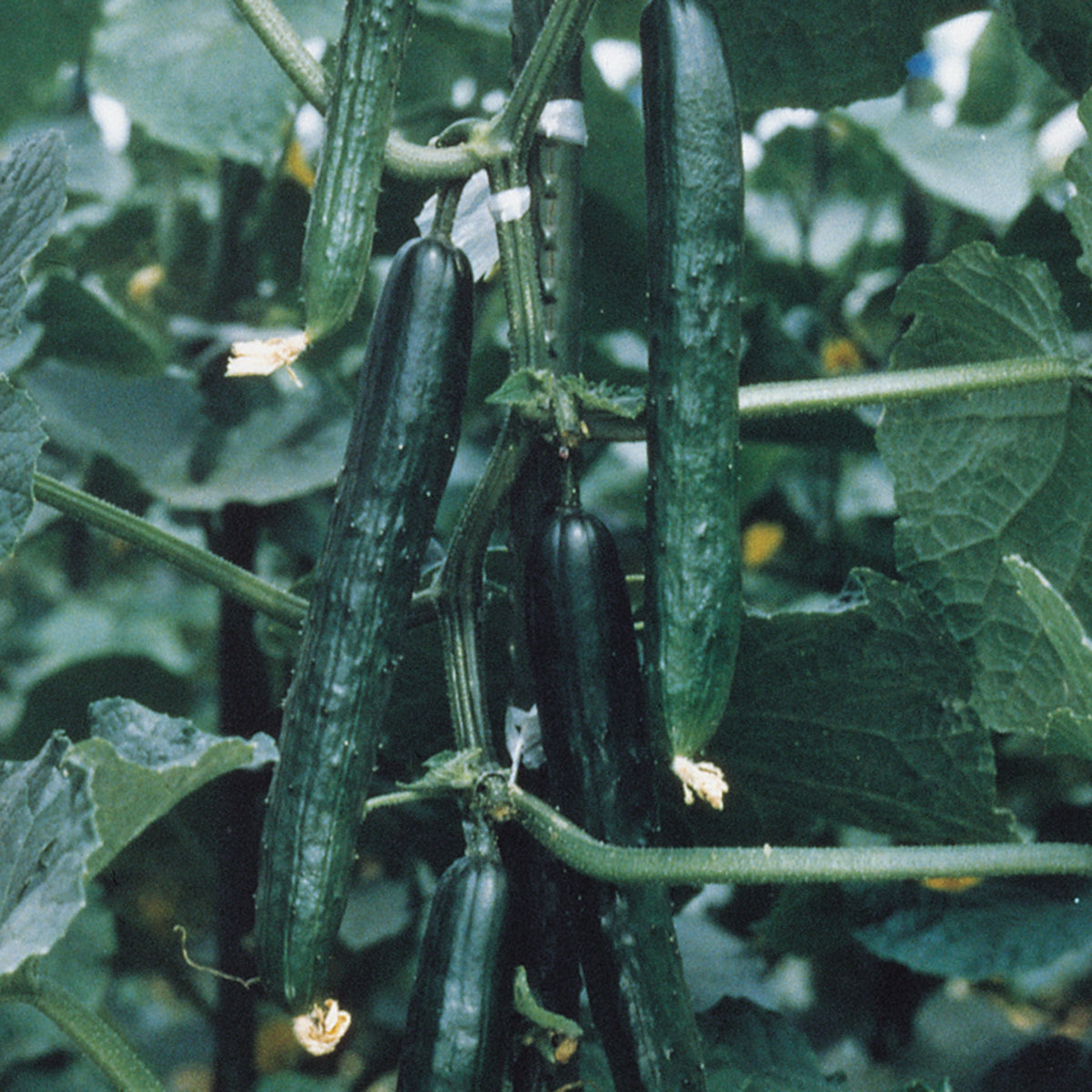 Cucumber, Tasty King Hybrid
