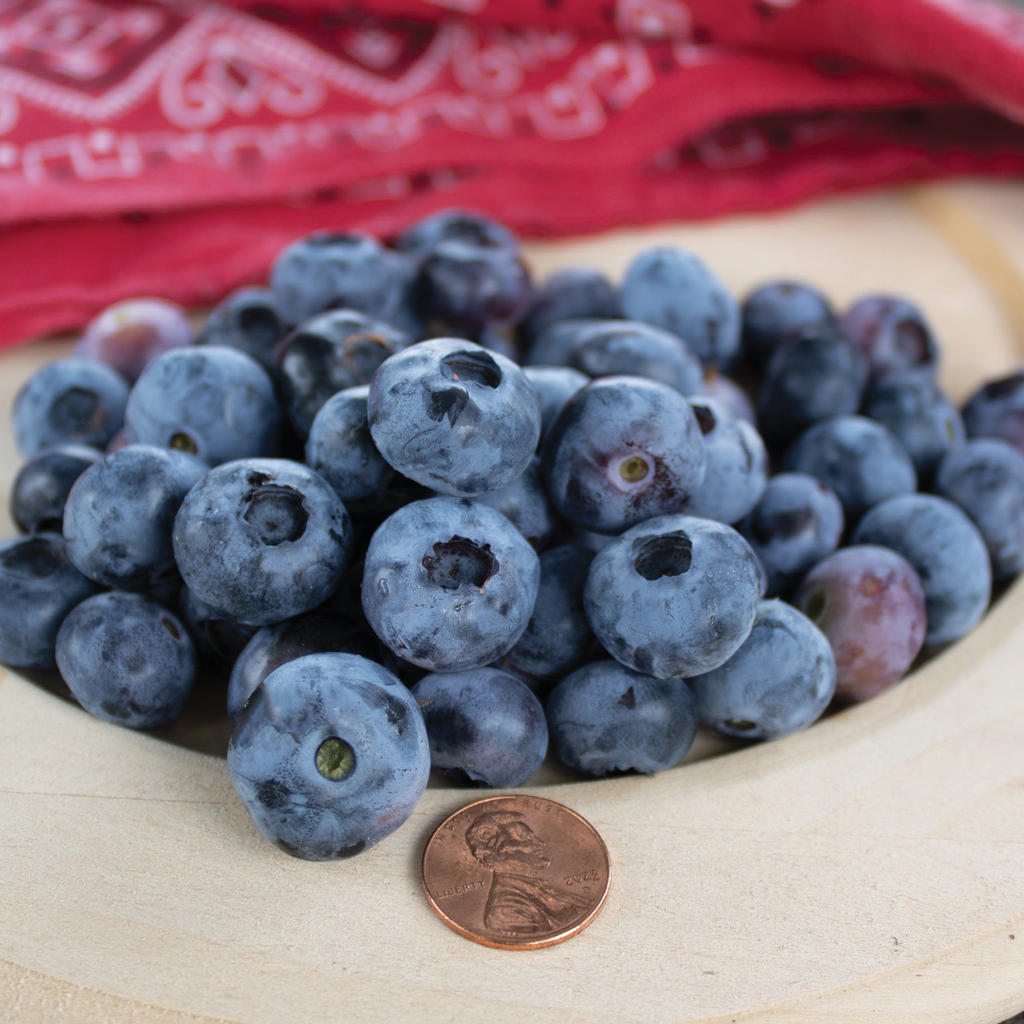 Blueberry, Blueray