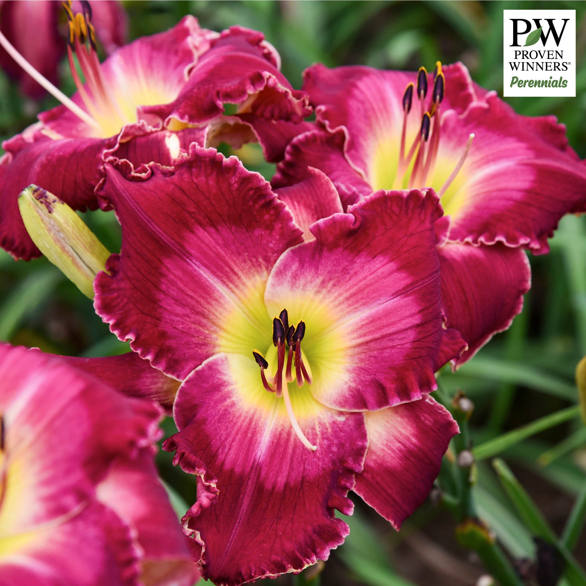 Daylily, Blood, Sweat and Tears
