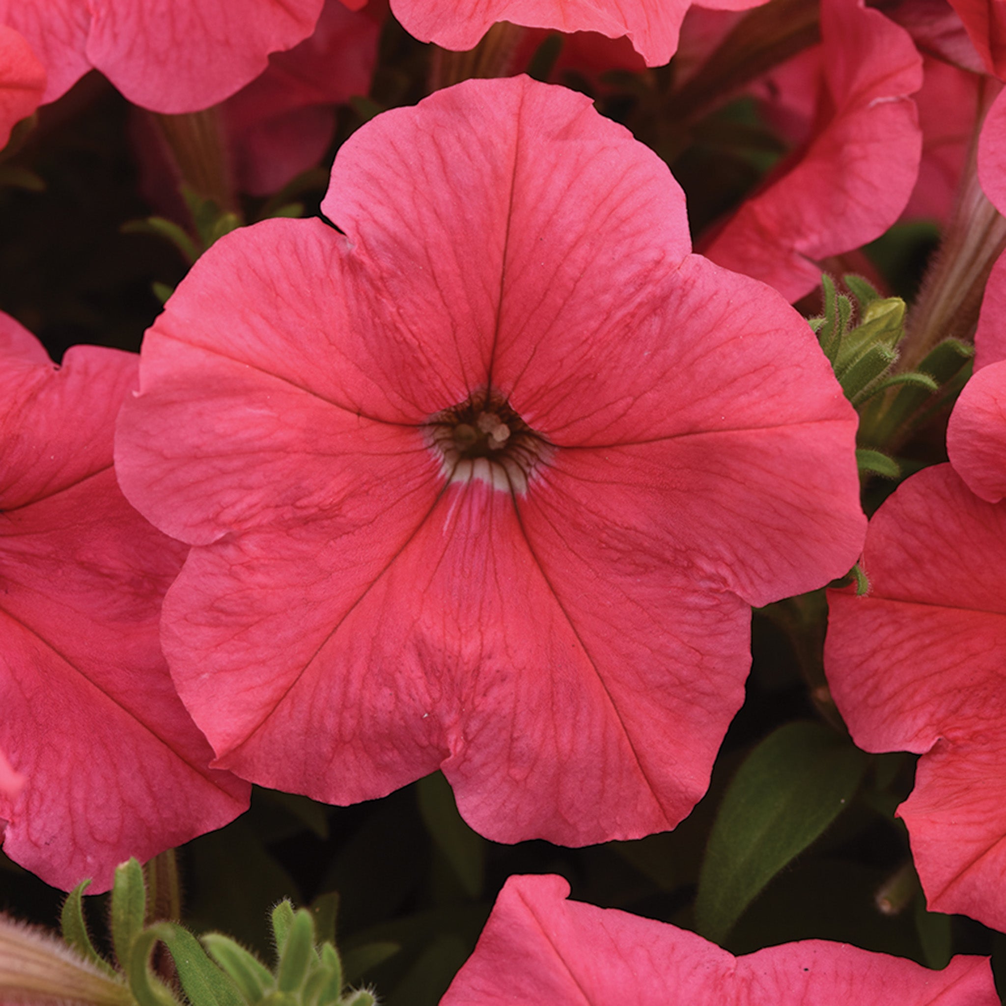 Petunia, E3 Easy Wave® Coral Hybrid