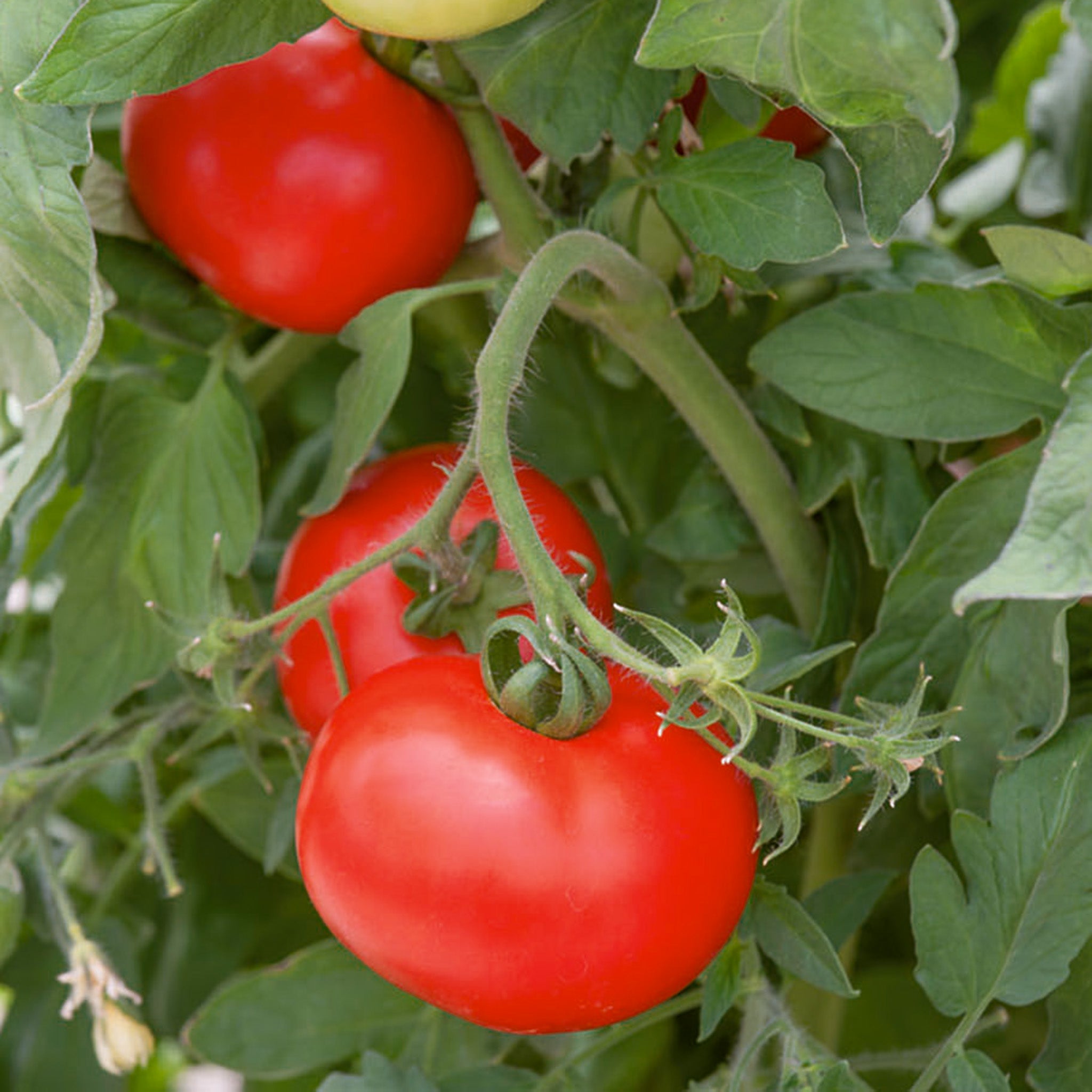 Tomato, Best Boy Hybrid.