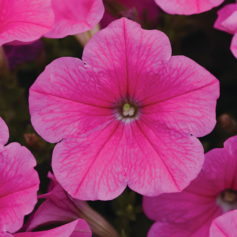Petunia, E3 Easy Wave® Pink Cosmos Hybrid