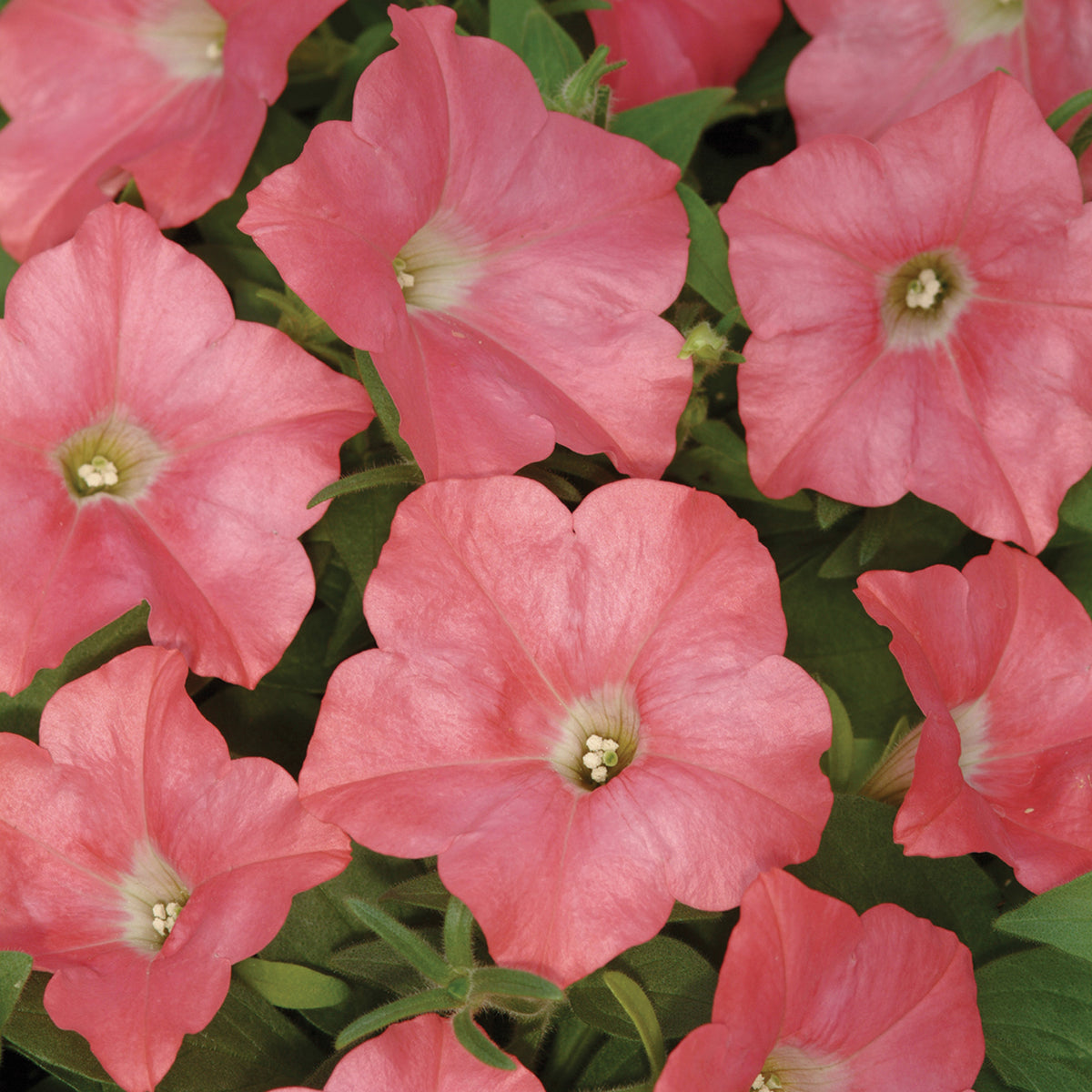 Petunia, Easy Wave® Coral Reef Hybrid