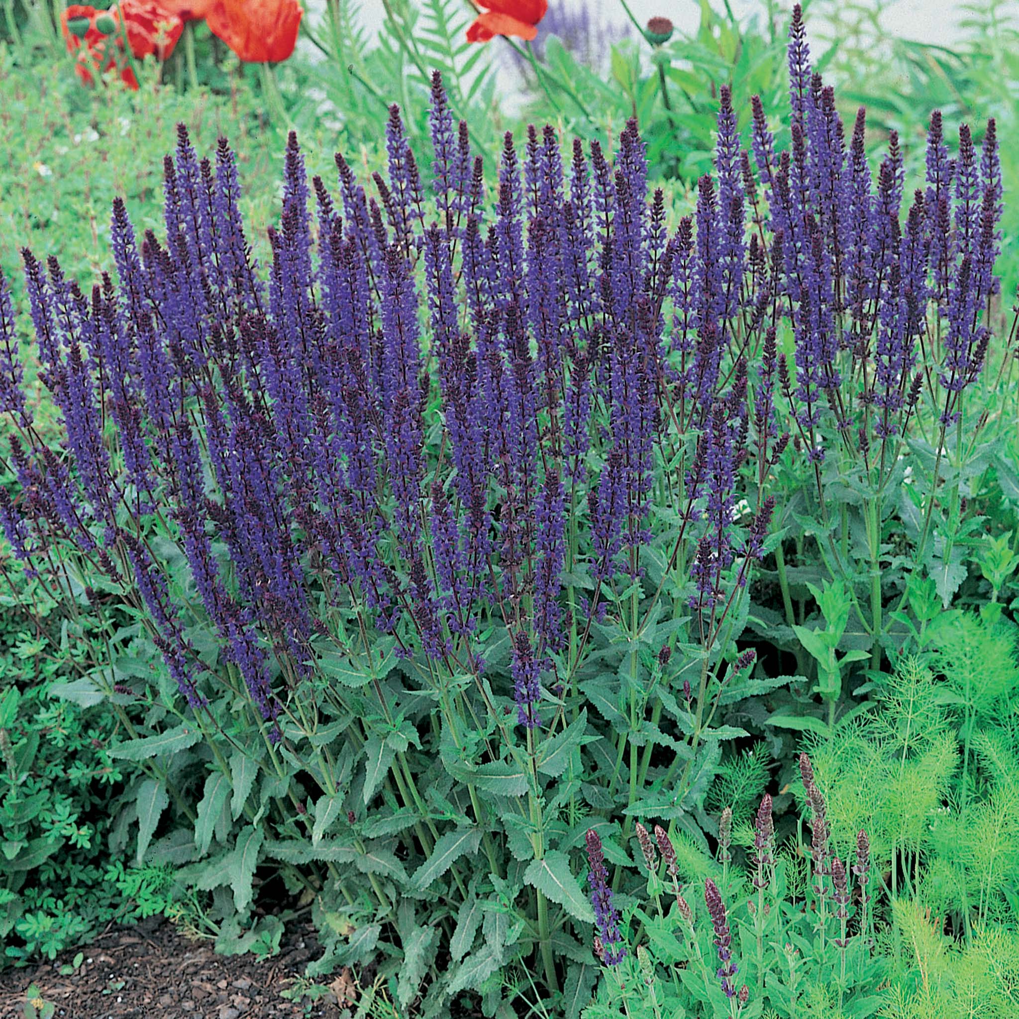 Salvia, May Night