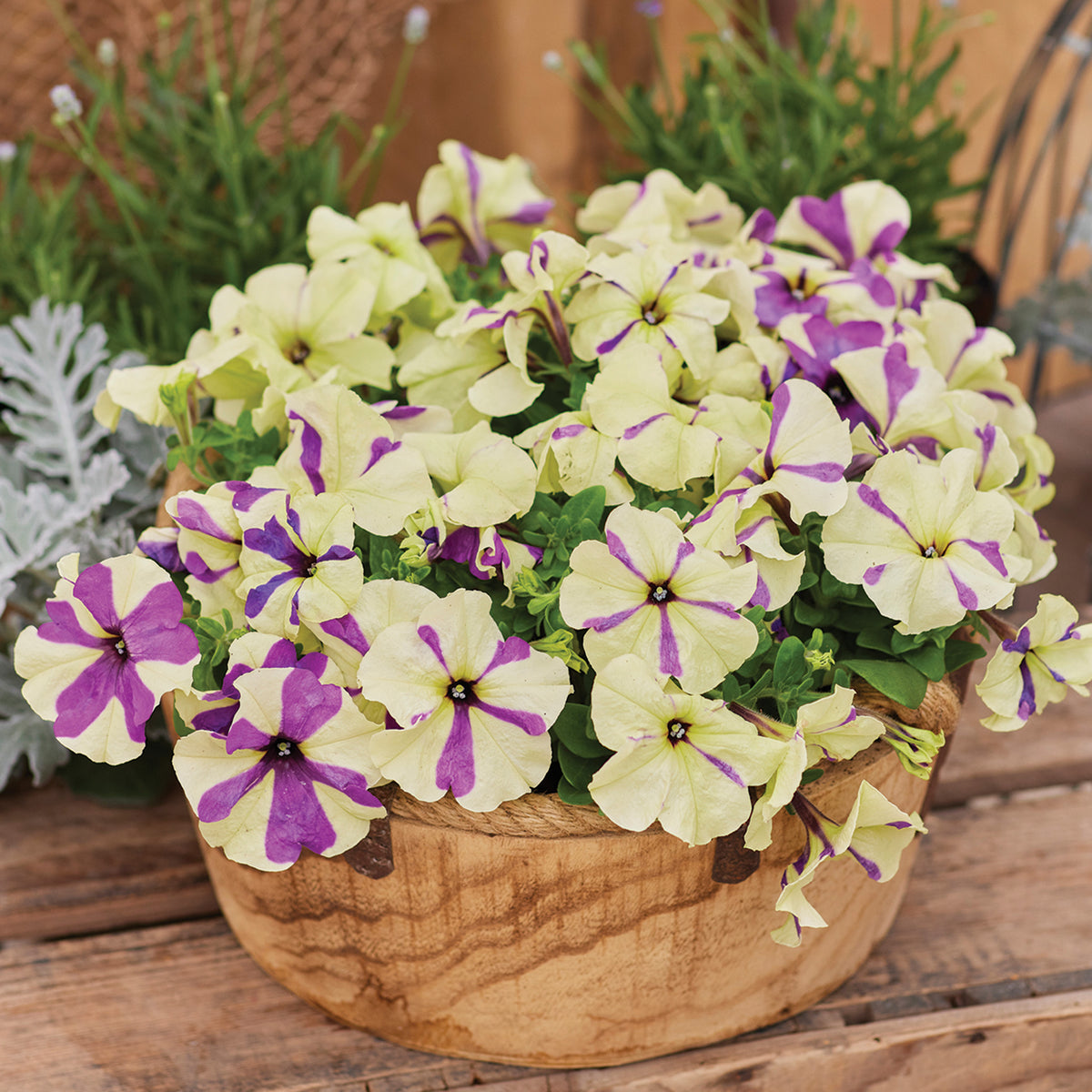 Petunia, Shake™ Grapeberry Hybrid