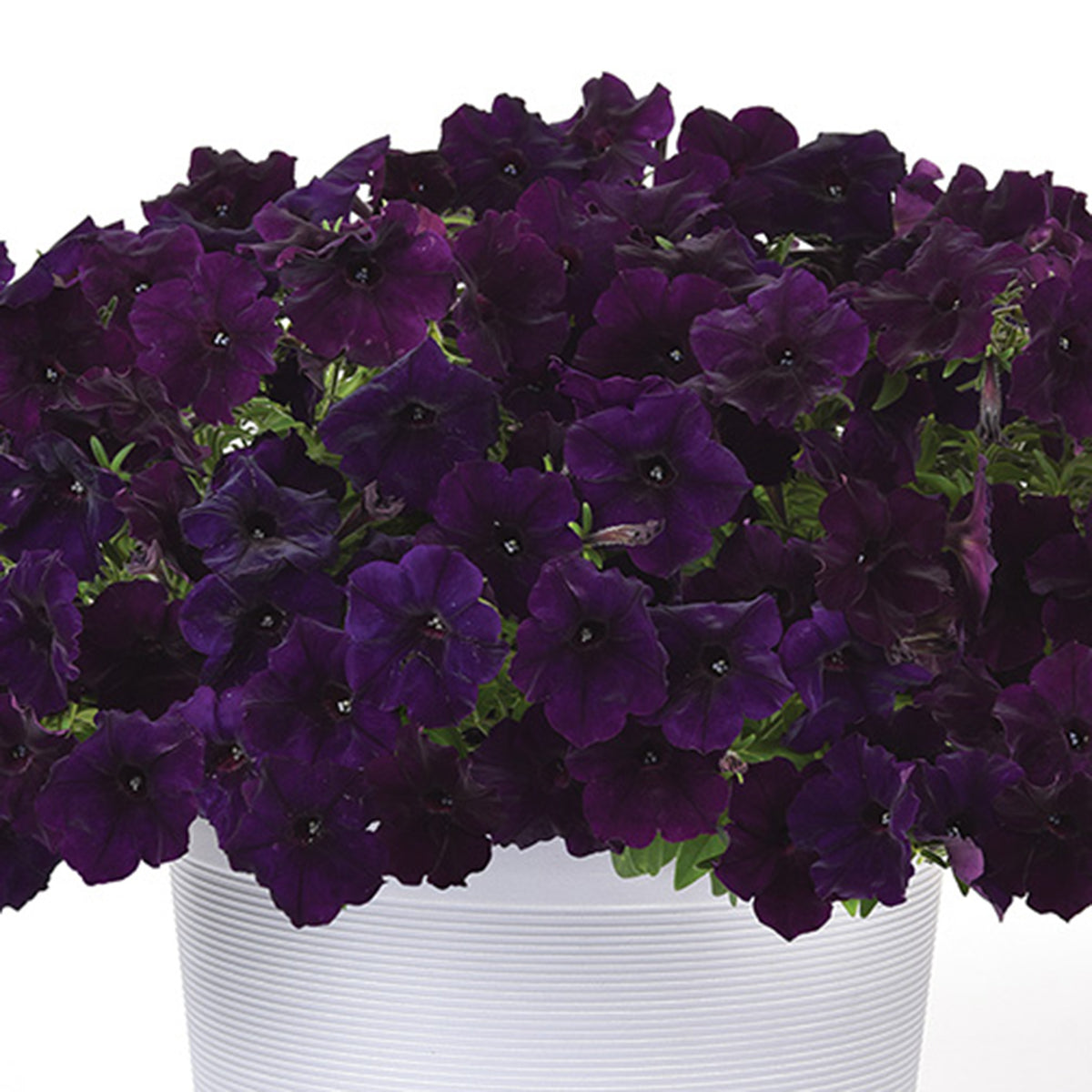 Petunia, Easy Wave® Navy Velour Hybrid