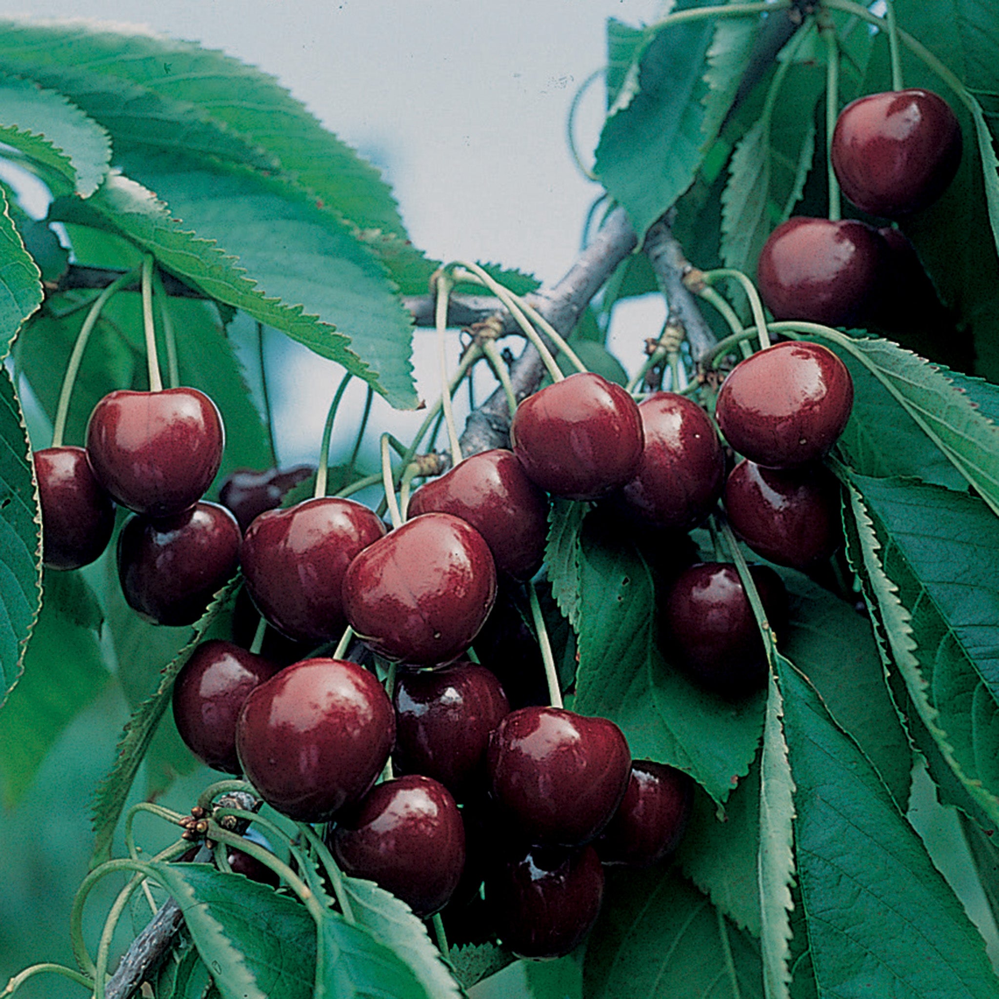 Cherry, Standard, Sweet, BlackGold™