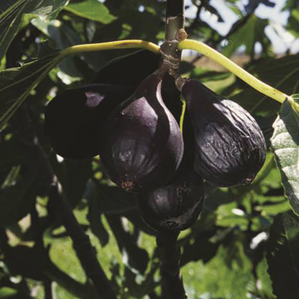 Fig, Dwarf, Negronne